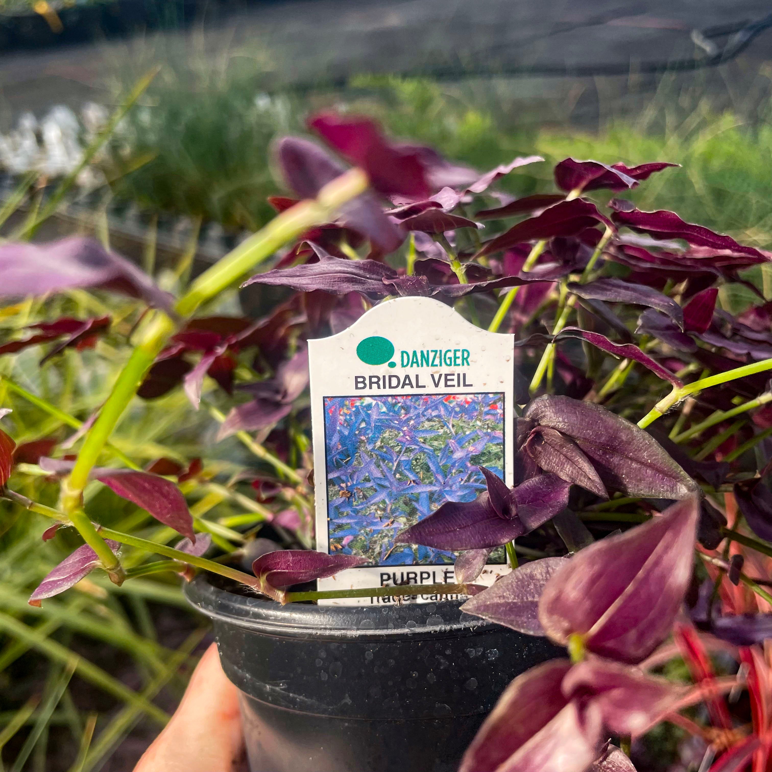 bridal veil plant care indoors Tradescantia 'Purple Bridal Veil'