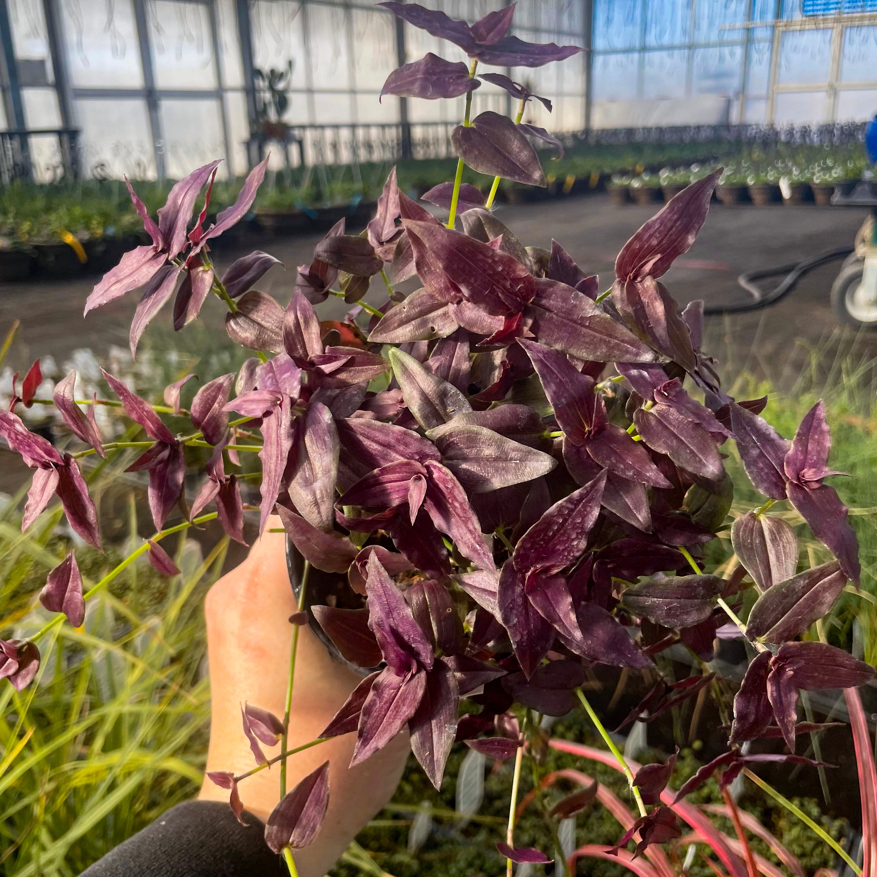 money plant veil Tradescantia 'Purple Bridal Veil' – Magic Valley Gardens