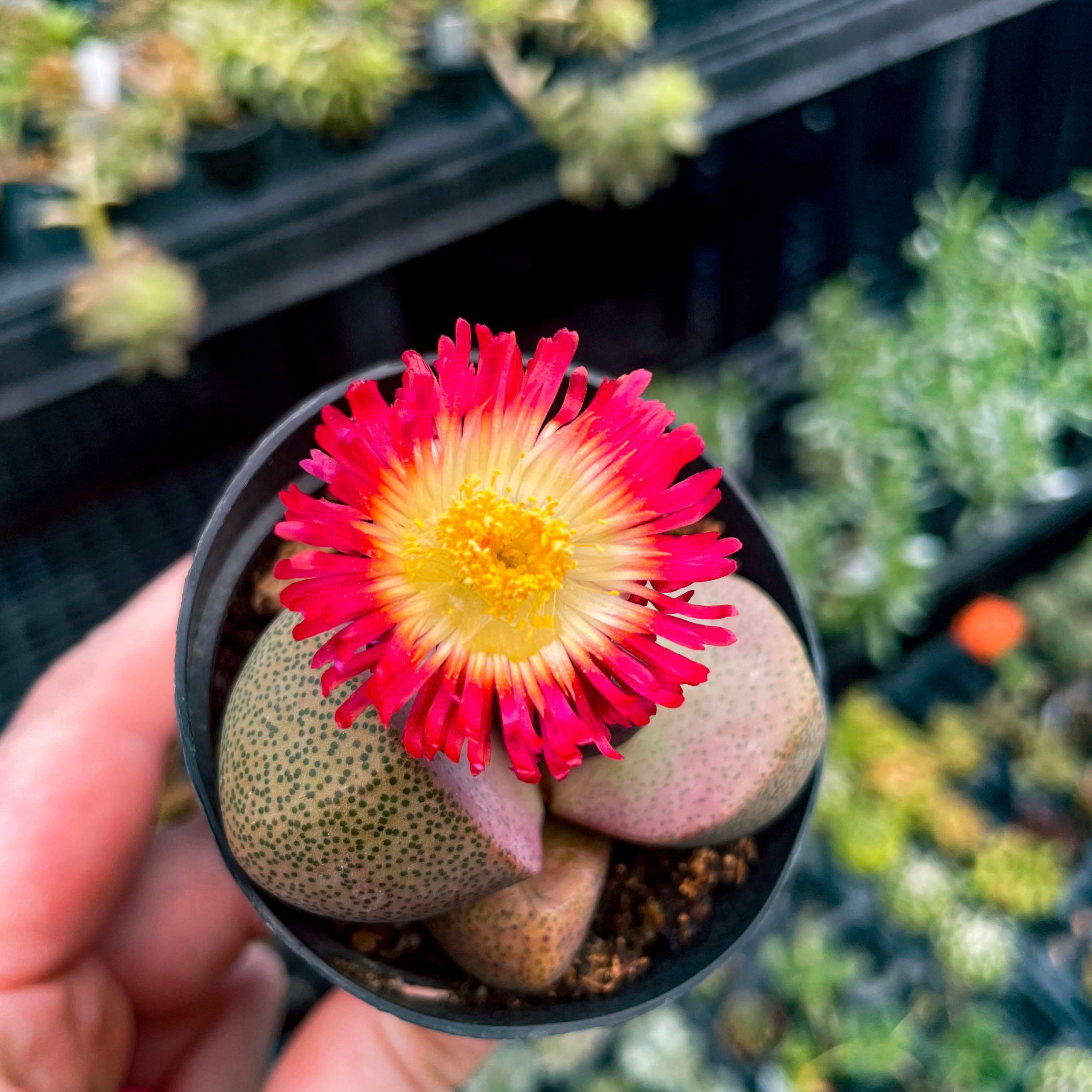 royal flush succulent care Pleiospilos nelii 'Royal Flush' (Split Rock)