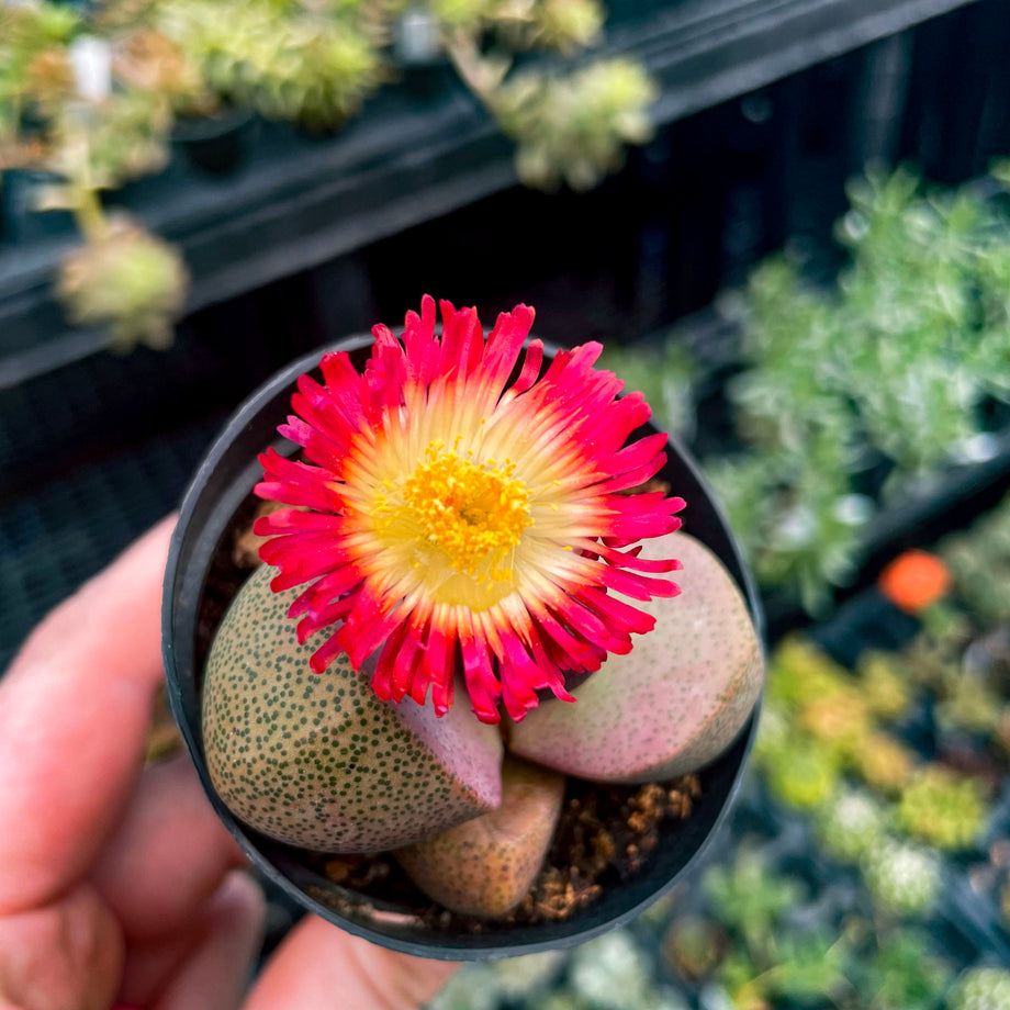 purple split rock succulent Pleiospilos nelii 'Royal Flush' (Split Rock) – Magic Valley Gardens