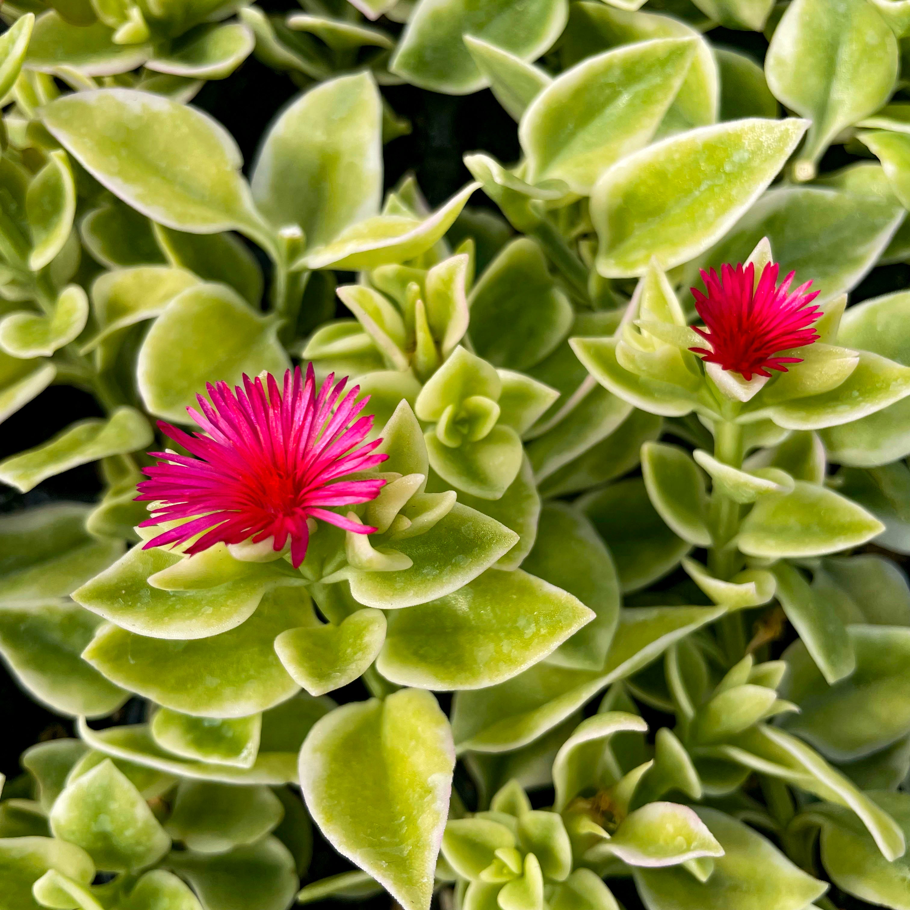 red trailing succulent Dorotheanthus bellidiformis 'Mezoo Trailing Red'