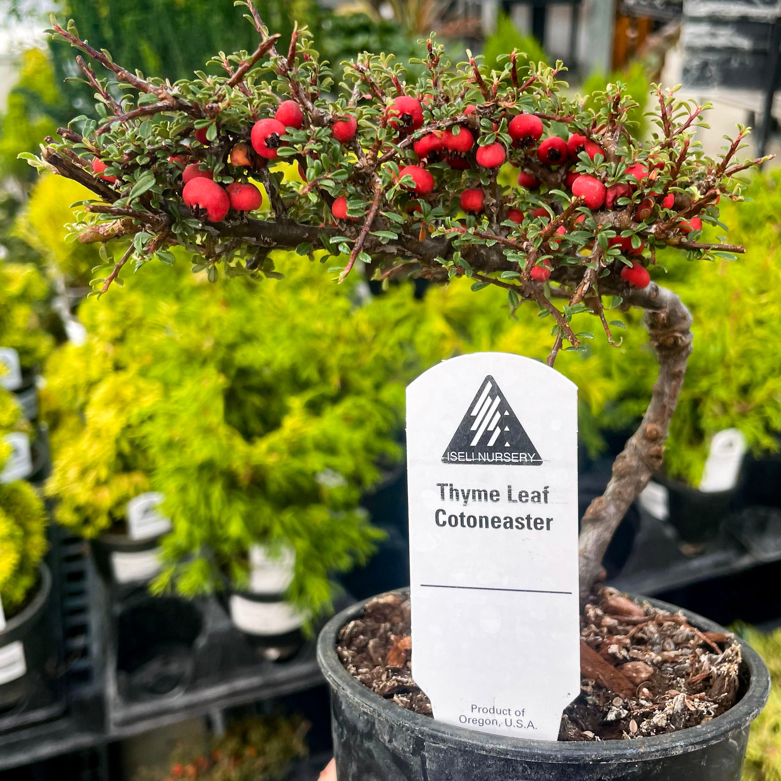 thyme bonsai tree Thyme Leaf Espalier Cotoneaster