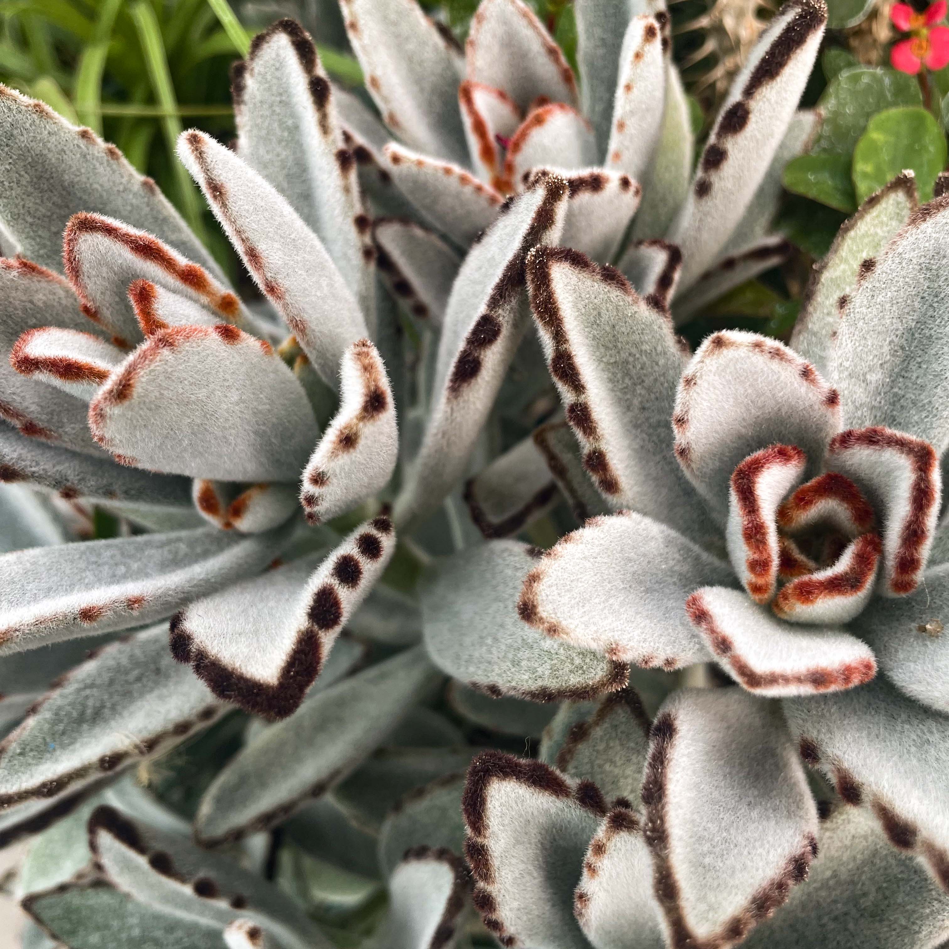 succulent kalanchoe tomentosa Kalanchoe tomentosa (Panda Plant)