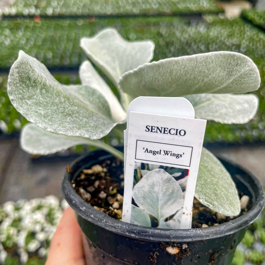 Angel Wings Senecio