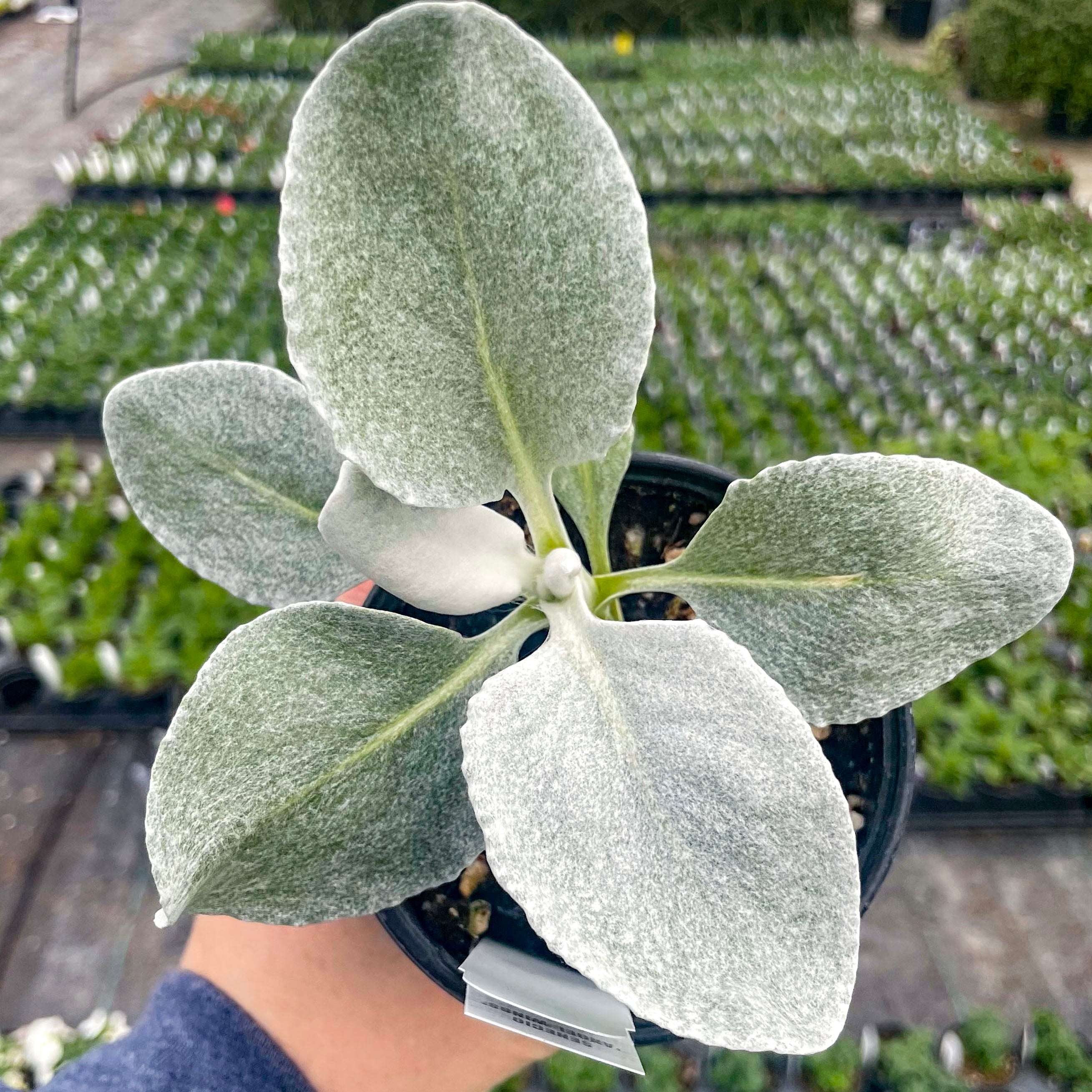 angel wings succulent for sale Angel Wings Senecio