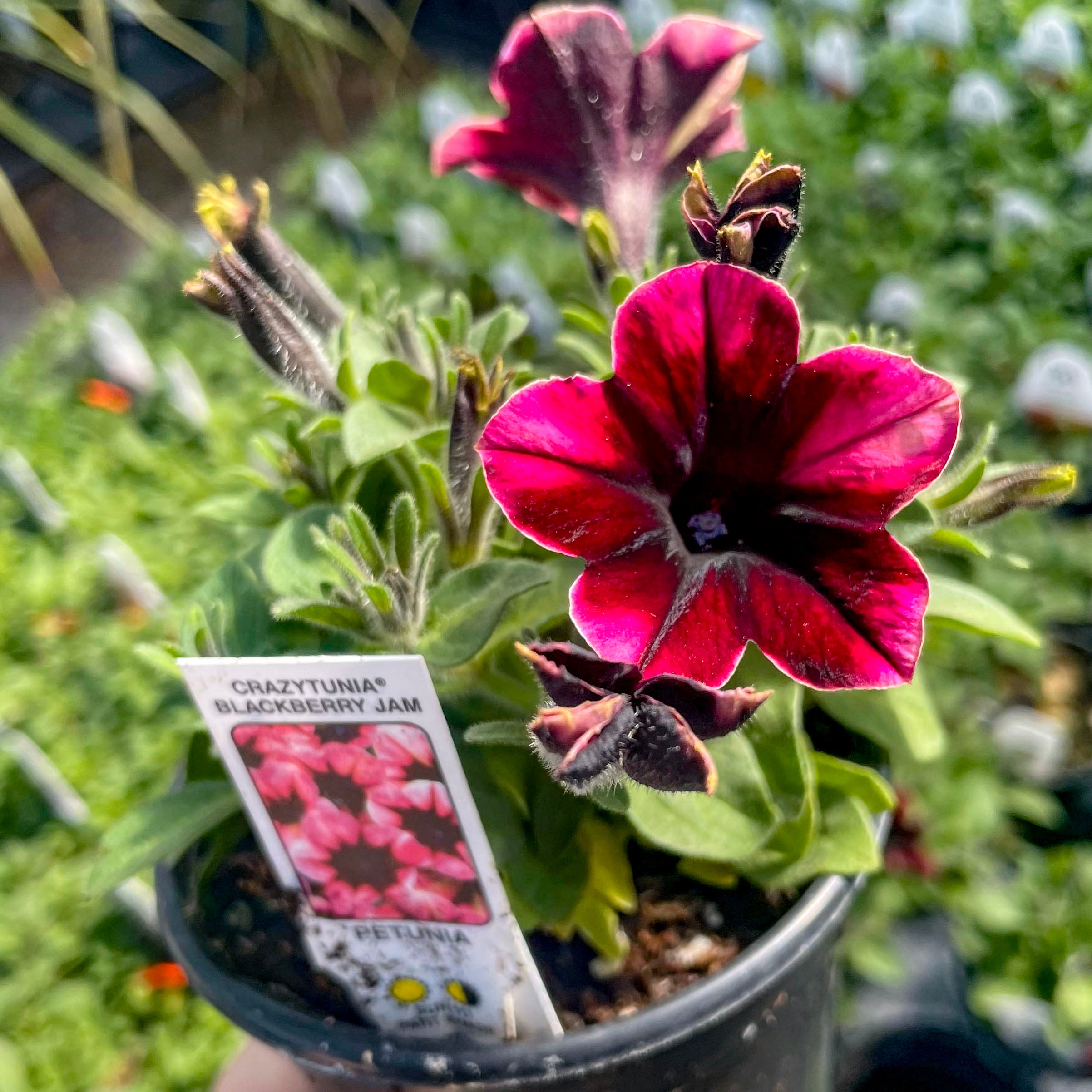 petunia potting mix Crazytunia Blackberry Jam Petunia