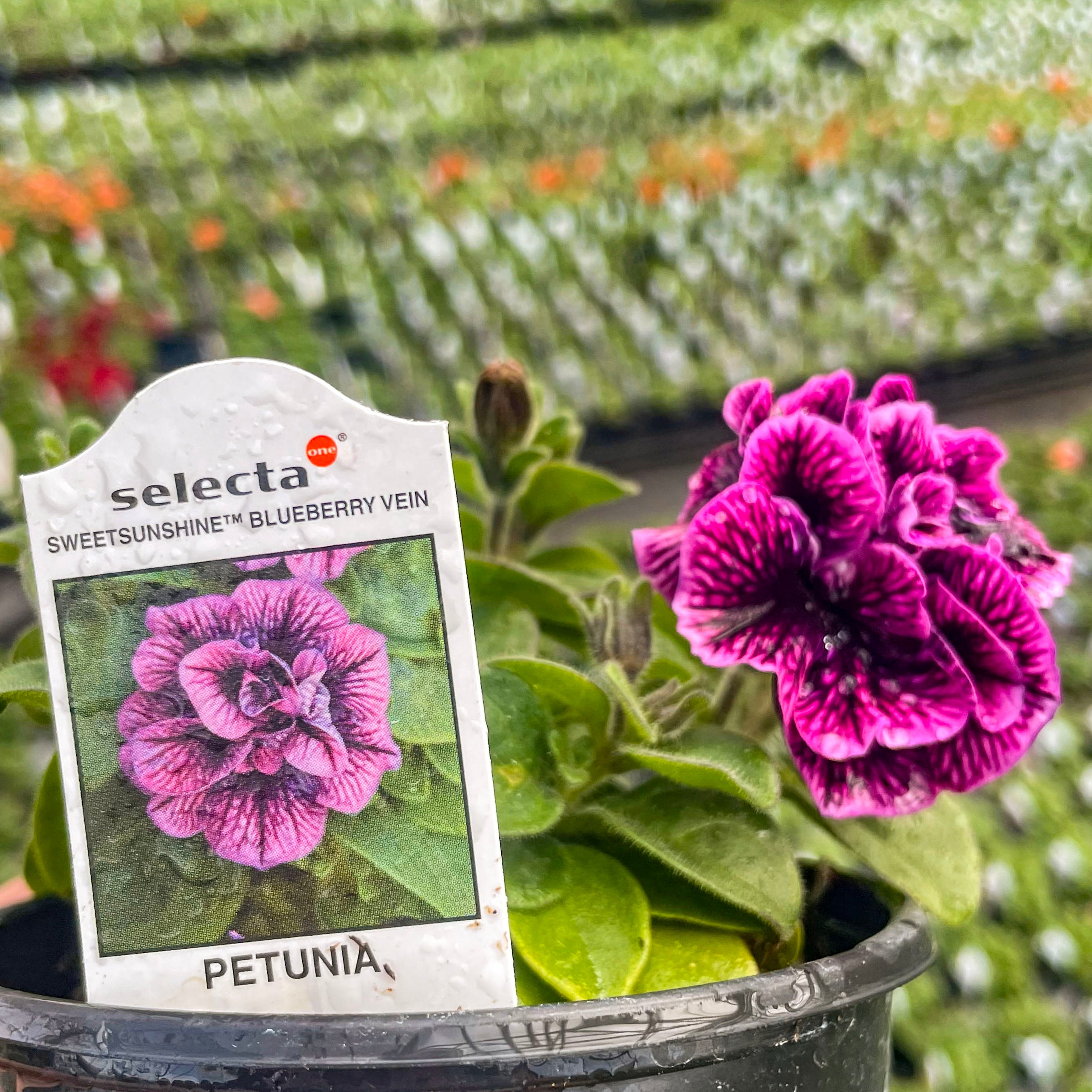 garden petunia seeds Sweetsunshine Blueberry Vein Petunia