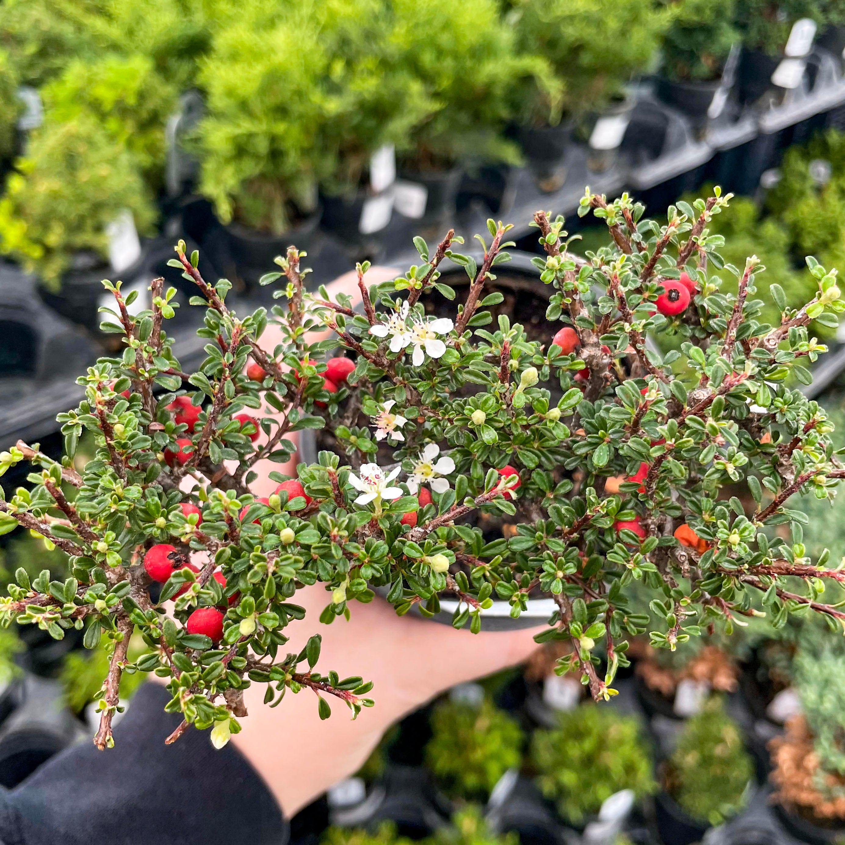 thyme bonsai tree Thyme Leaf Cotoneaster