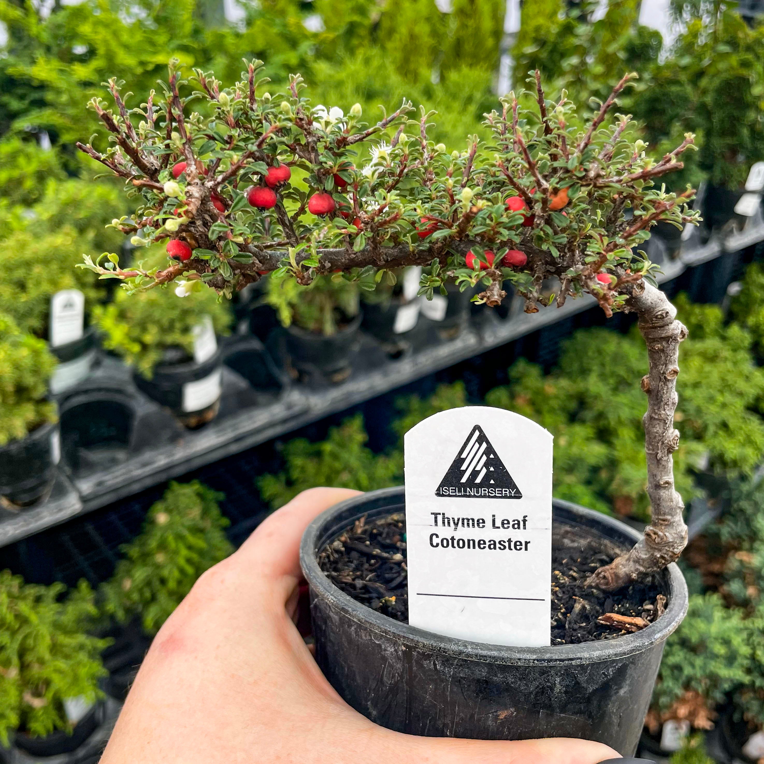 cotoneaster bonsai tree Thyme Leaf Espalier Cotoneaster