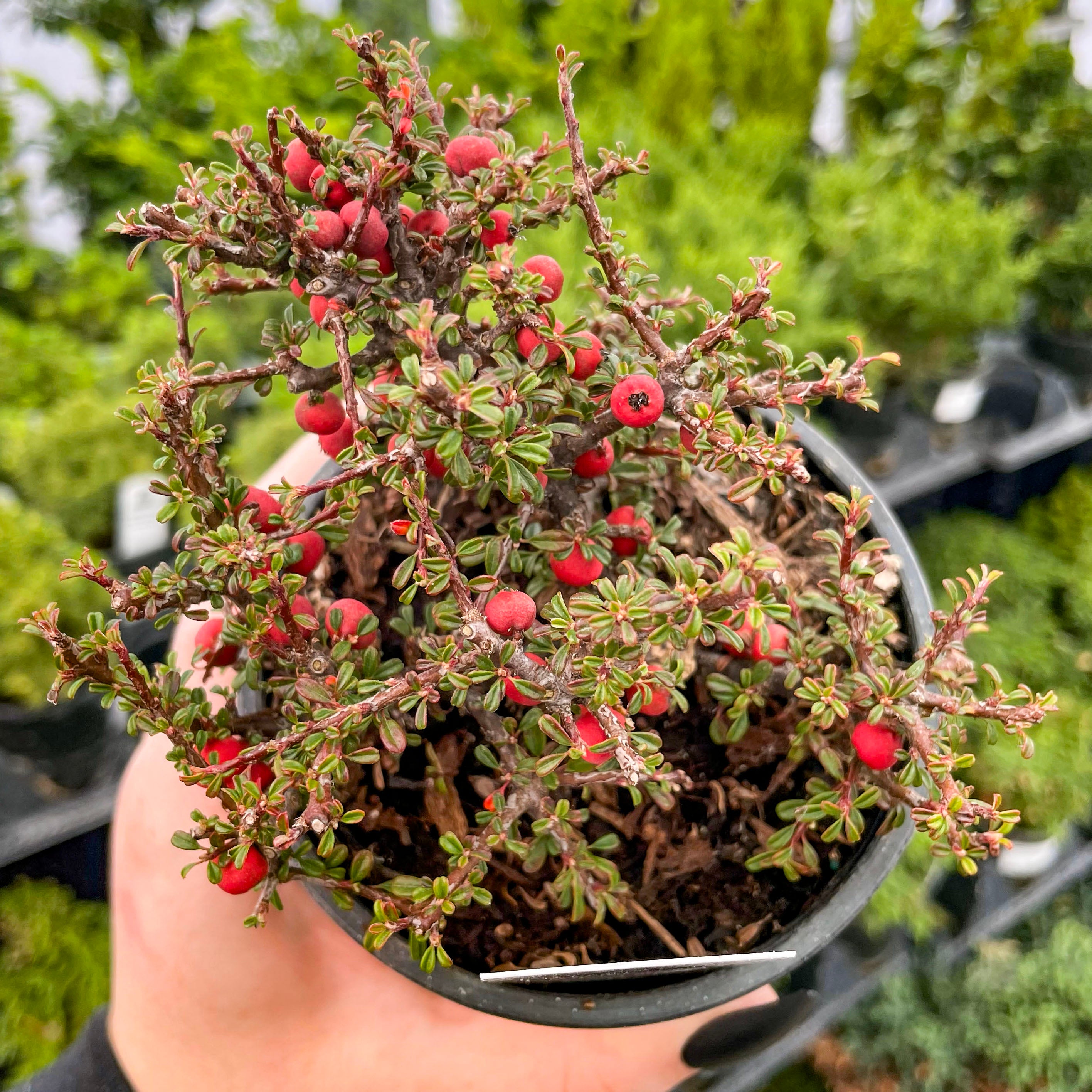 thyme bonsai tree Thyme Leaf Cotoneaster