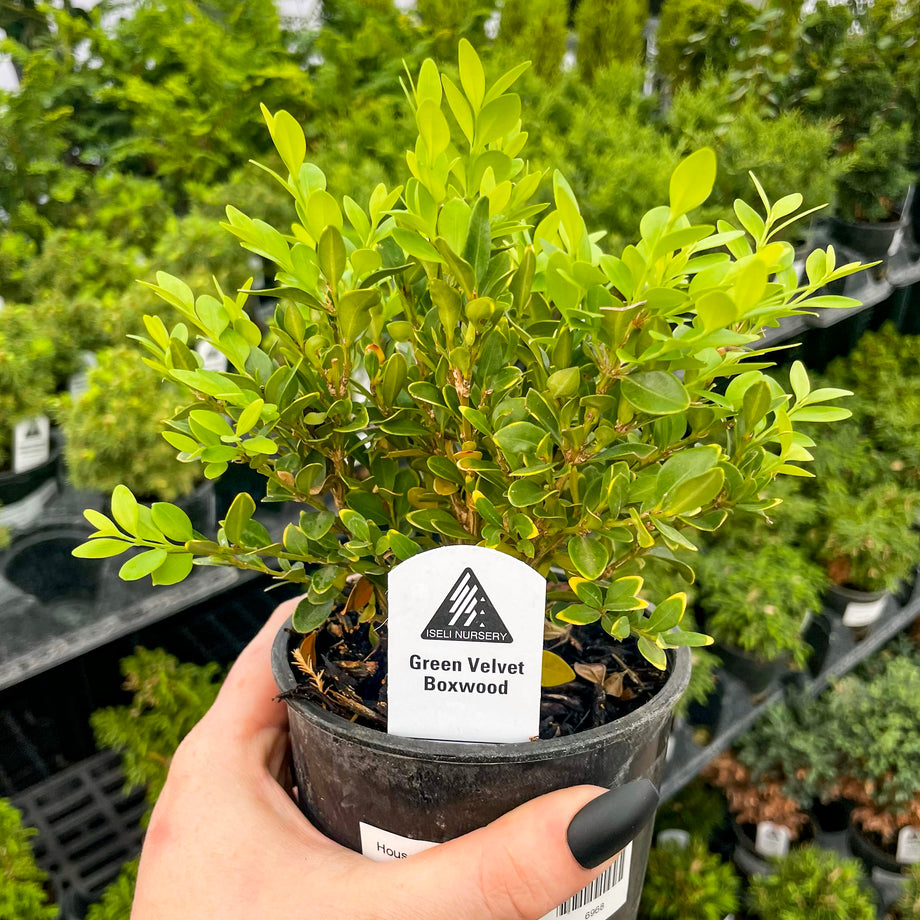 Green Velvet Boxwood - Live Bonsai Starter, 4” Grower's Pot