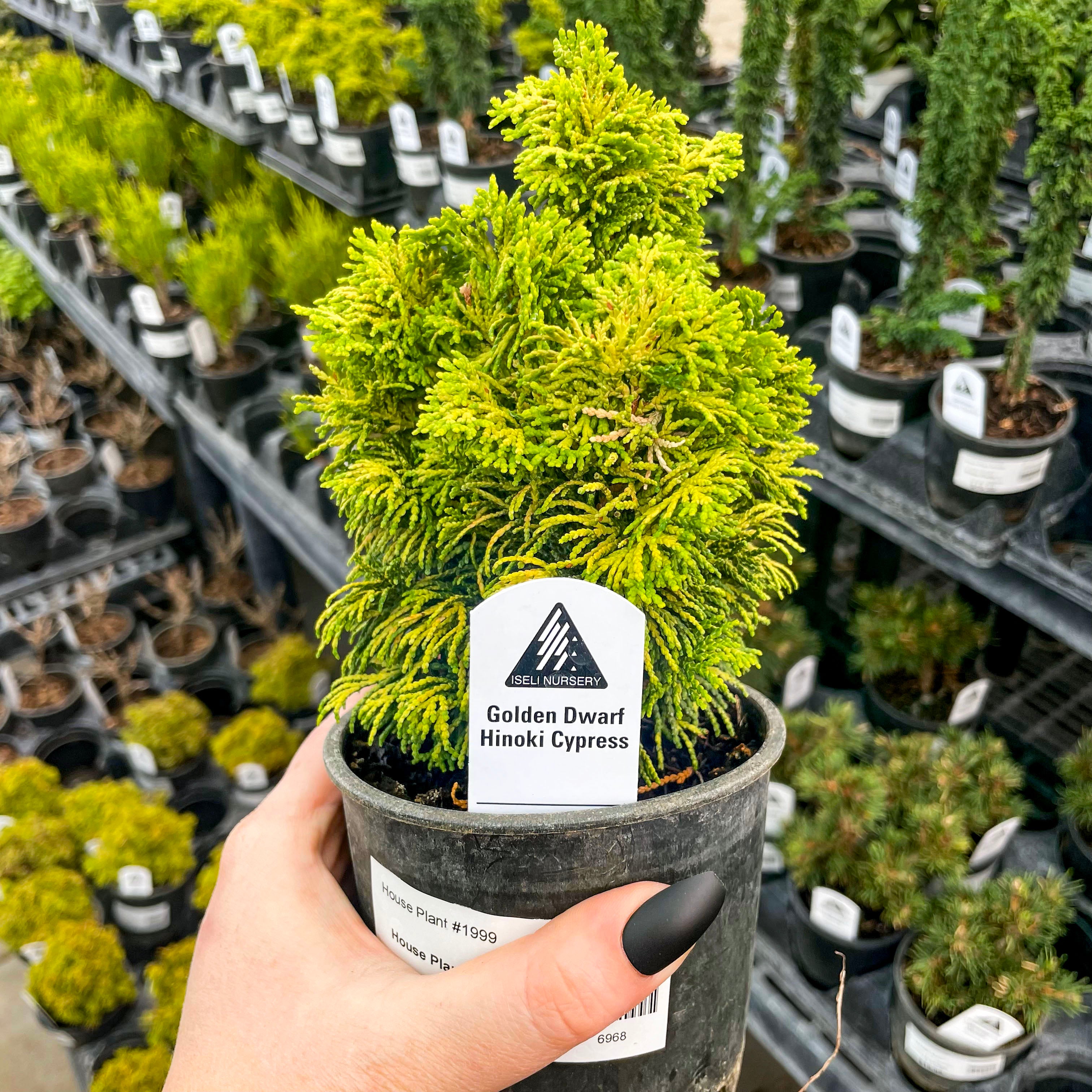 hinoki cypress bonsai tree Nana Lutea Golden Dwarf Hinoki Cypress