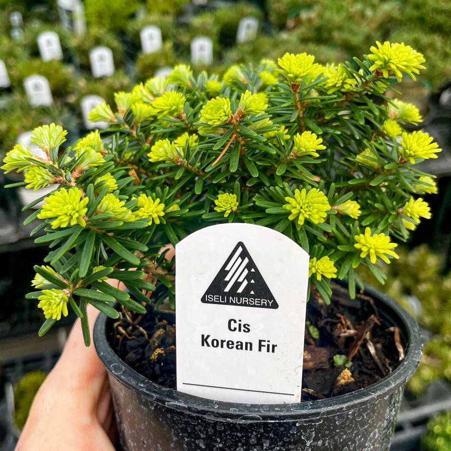 Cis Korean Fir - Live Bonsai Starter, 4 Grower's Pot  Magic Valley Gardens