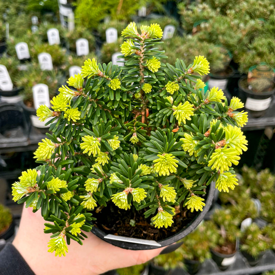Cis Korean Fir