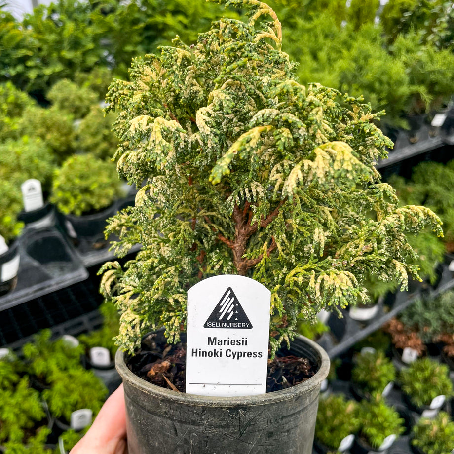 Mariesii Hinoki Cypress