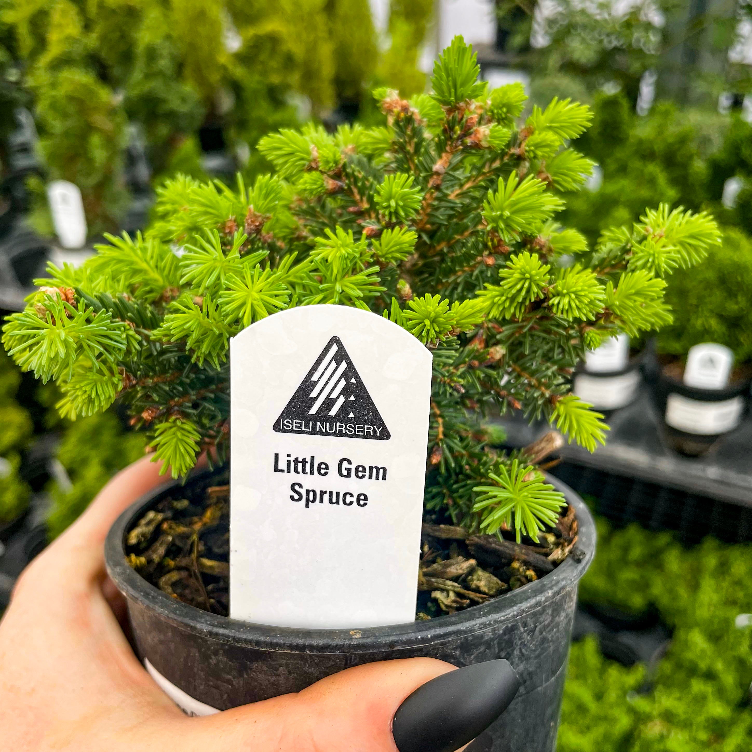 spruce bonsai tree Little Gem Norway Spruce