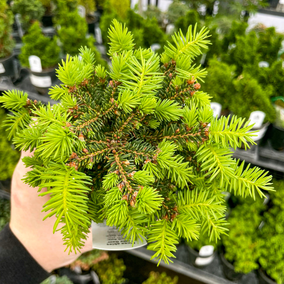 Little Gem Norway Spruce - Live Bonsai Starter, 4 Grower's Pot  Magic  Valley Gardens