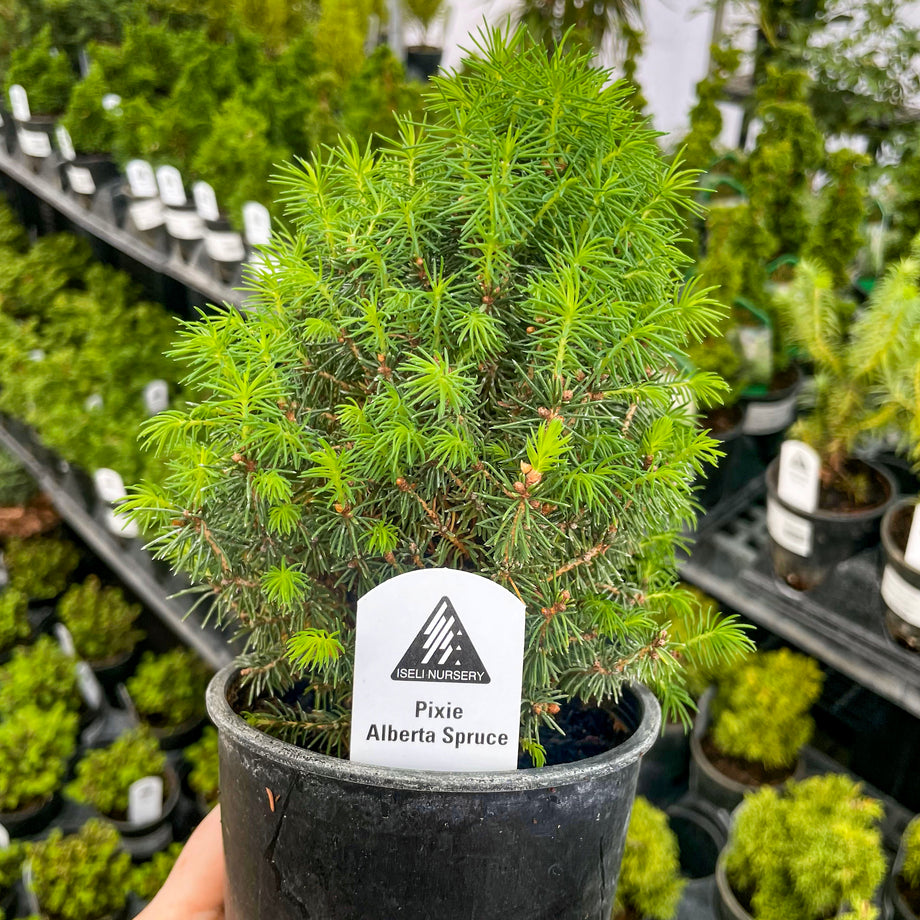 Pixie Alberta Spruce - Live Bonsai Starter, 4” Grower's Pot