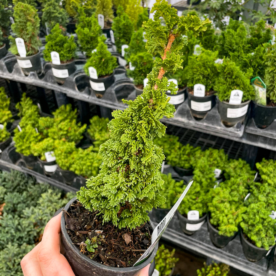 Primo Arborvitae - Live Bonsai Starter, 4” Grower's Pot – Magic