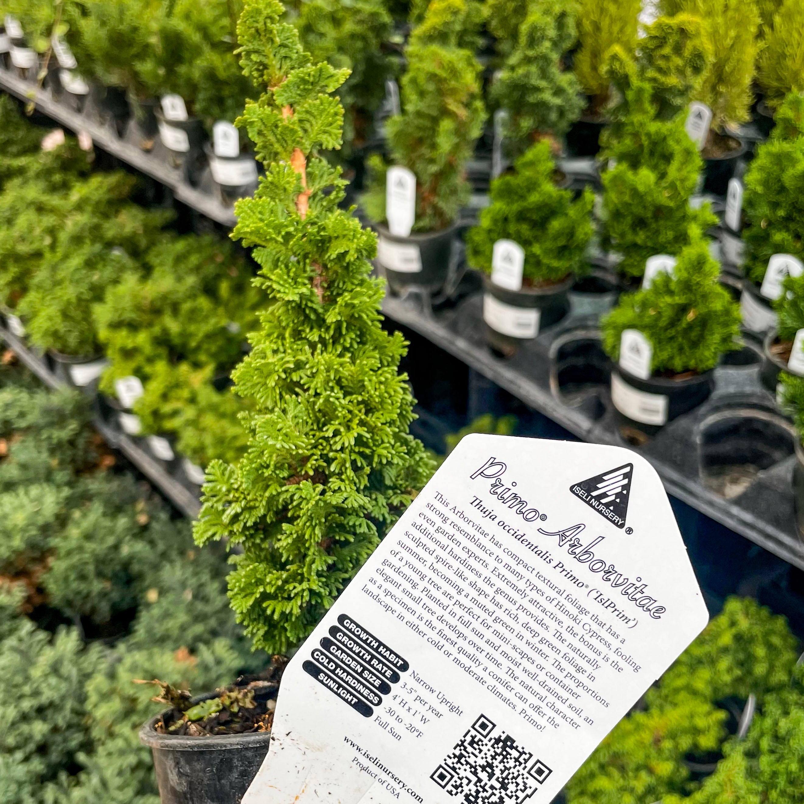 thuja indoor plant Primo Arborvitae