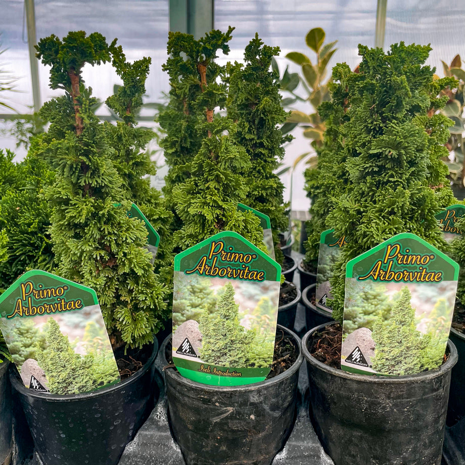 Primo Arborvitae | Compact Evergreen with Natural Spire Shape