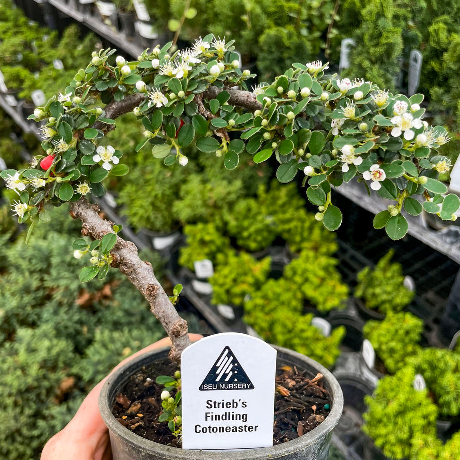 Strieb's Findling Espalier Cotoneaster