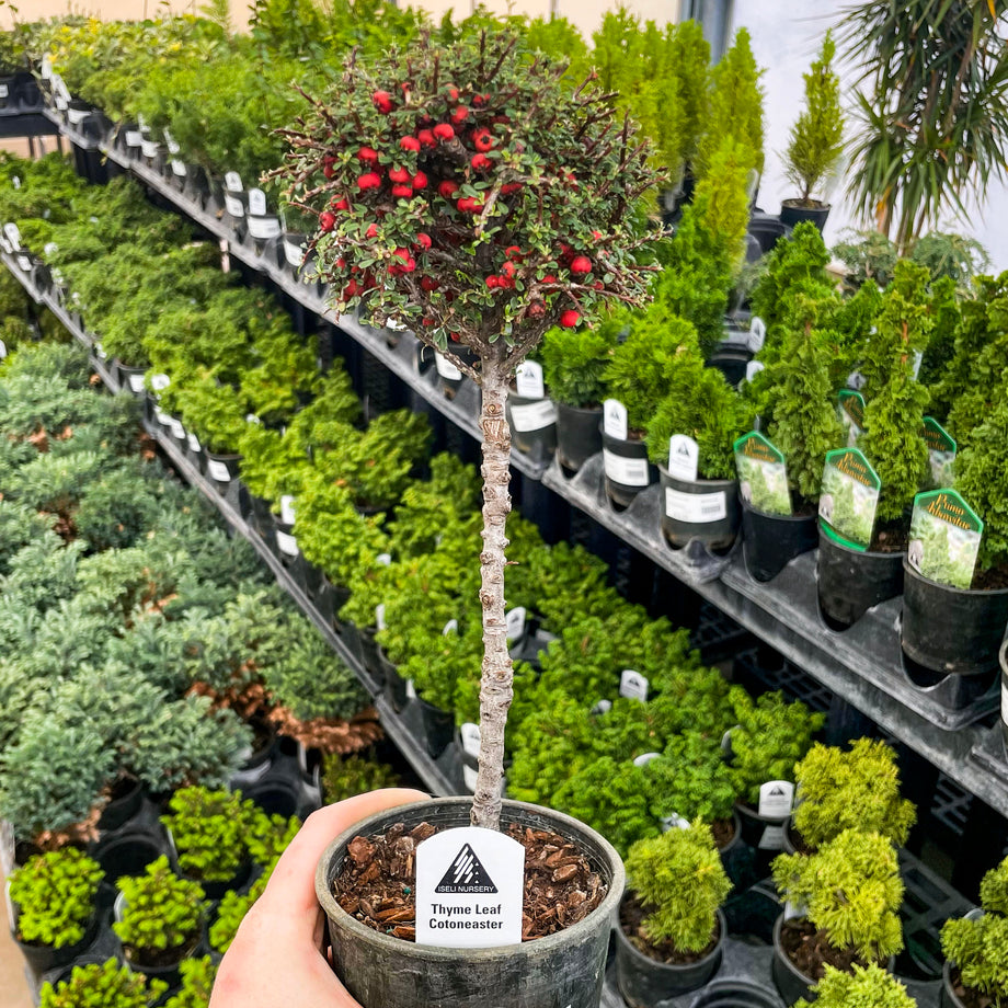 bonsai trees for sale near me Thyme Leaf Cotoneaster on 12" Standard