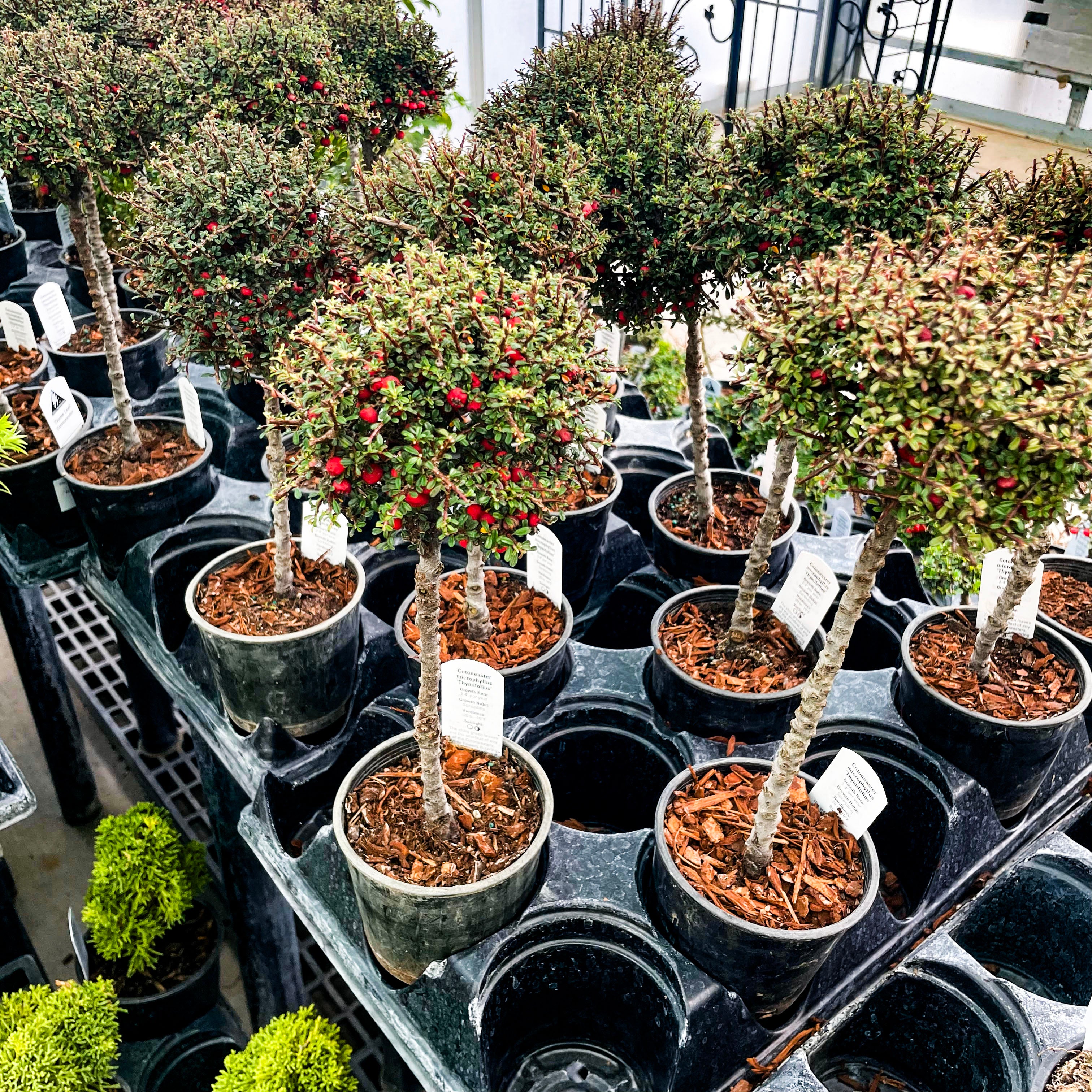 bonsai tree live plant Thyme Leaf Cotoneaster on 12" Standard
