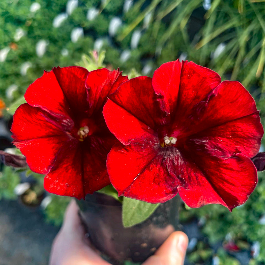 Crazytunia Gingersnap Petunia – Magic Valley Gardens