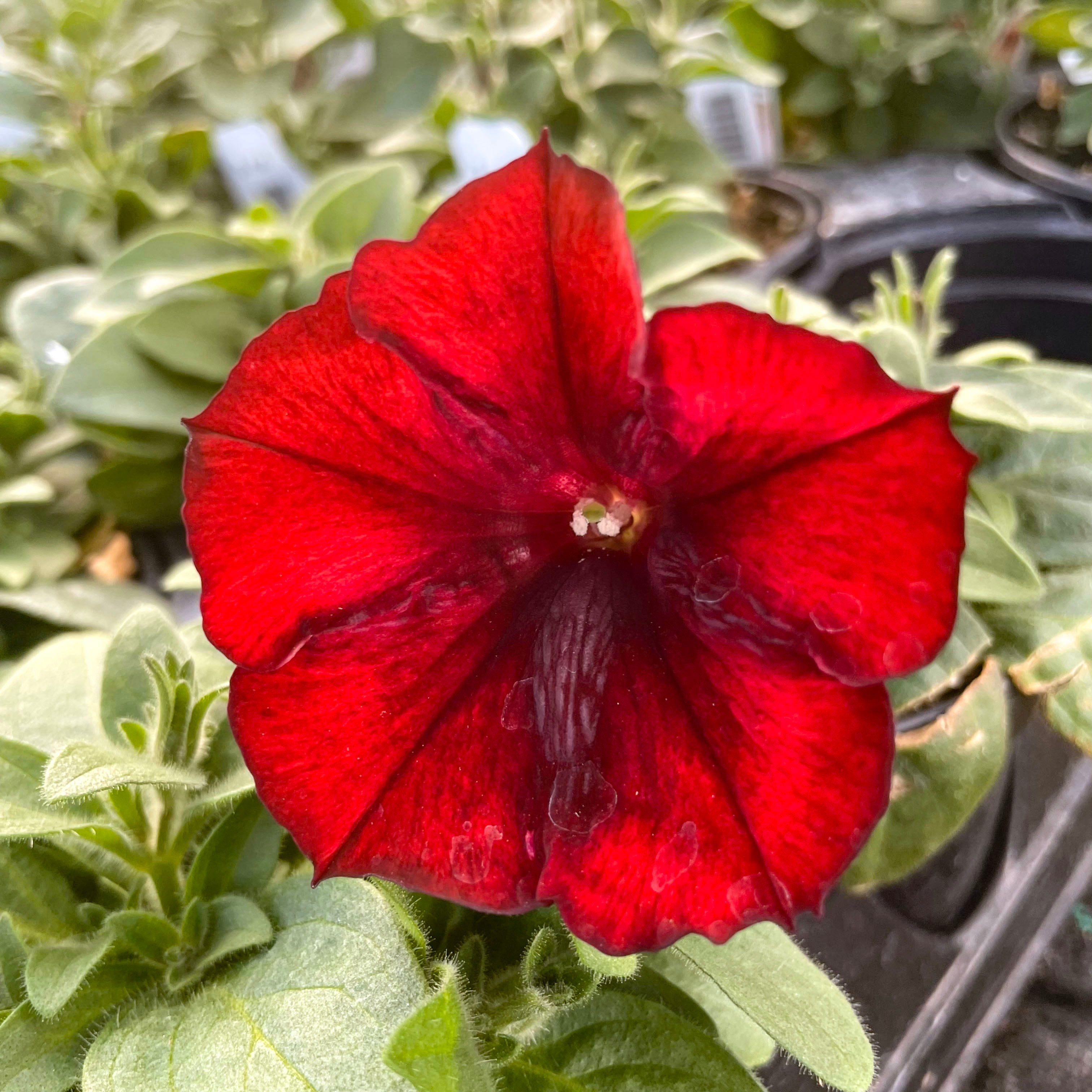 Crazytunia Gingersnap Petunia – Magic Valley Gardens