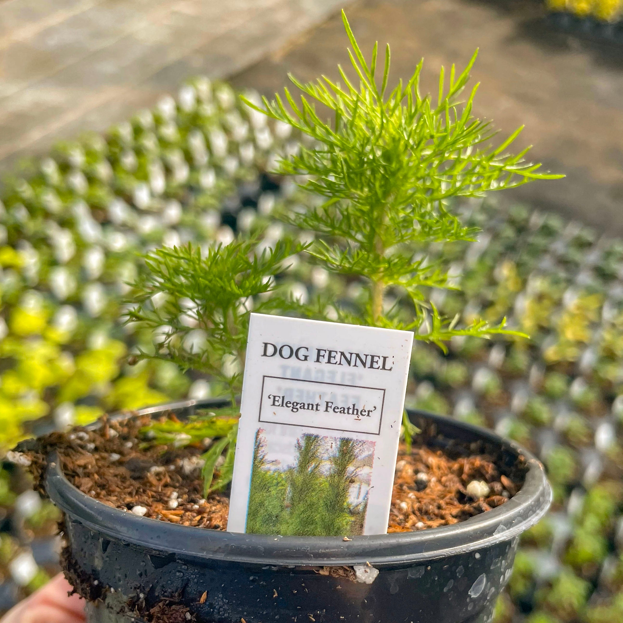 feather plant pots Eupatorium capillifolium, Elegant Feather, Dog Fennel, Plant – Magic Valley Gardens
