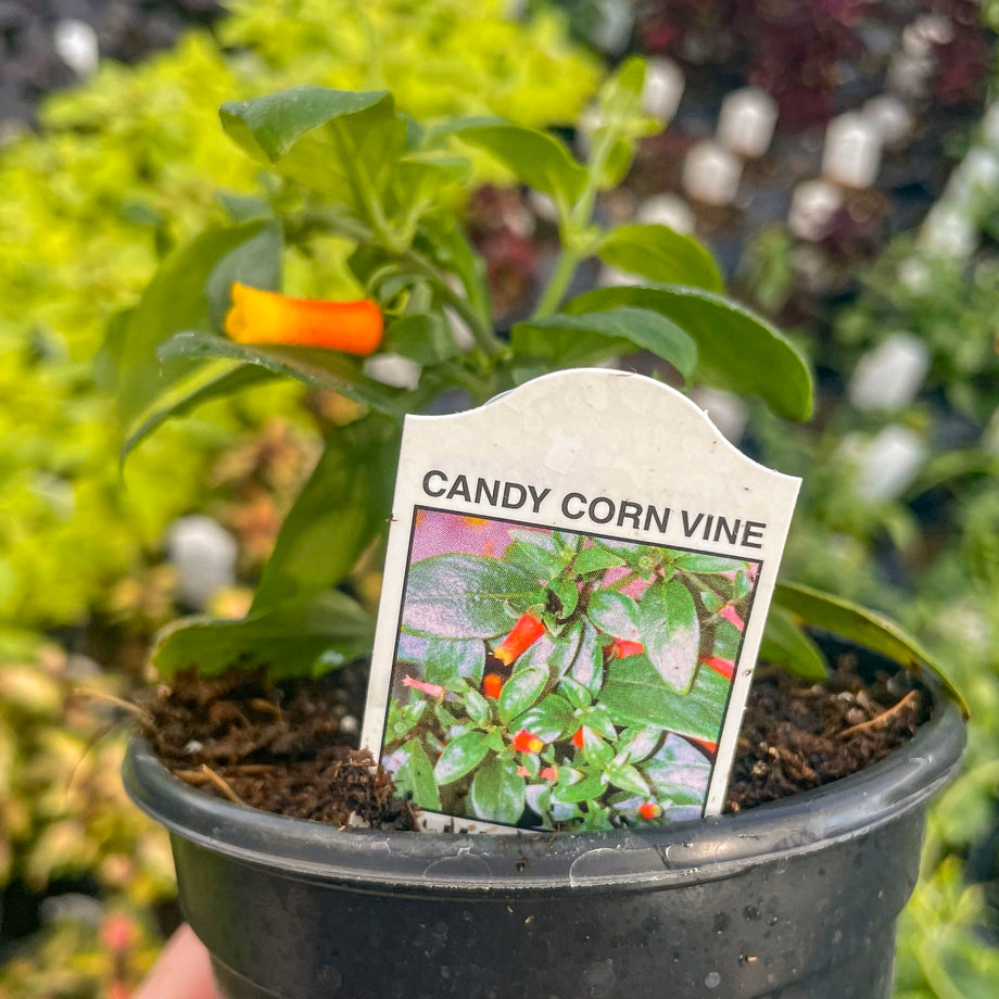 hanging candy corn plant Manettia luteorubra, Candy Corn Vine, Plant – Magic Valley Gardens