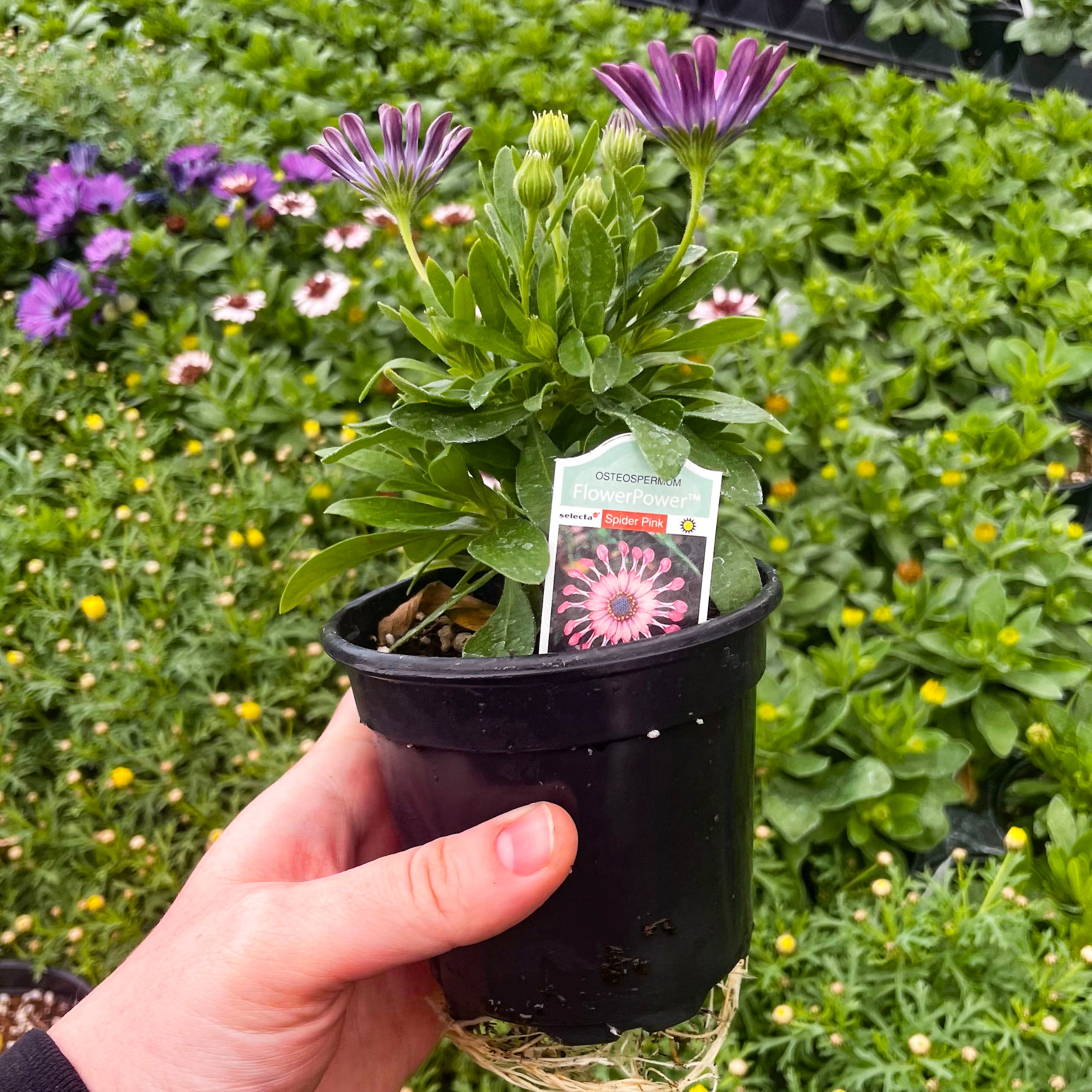 spider daisy plant FlowerPower Spider Pink Osteospermum