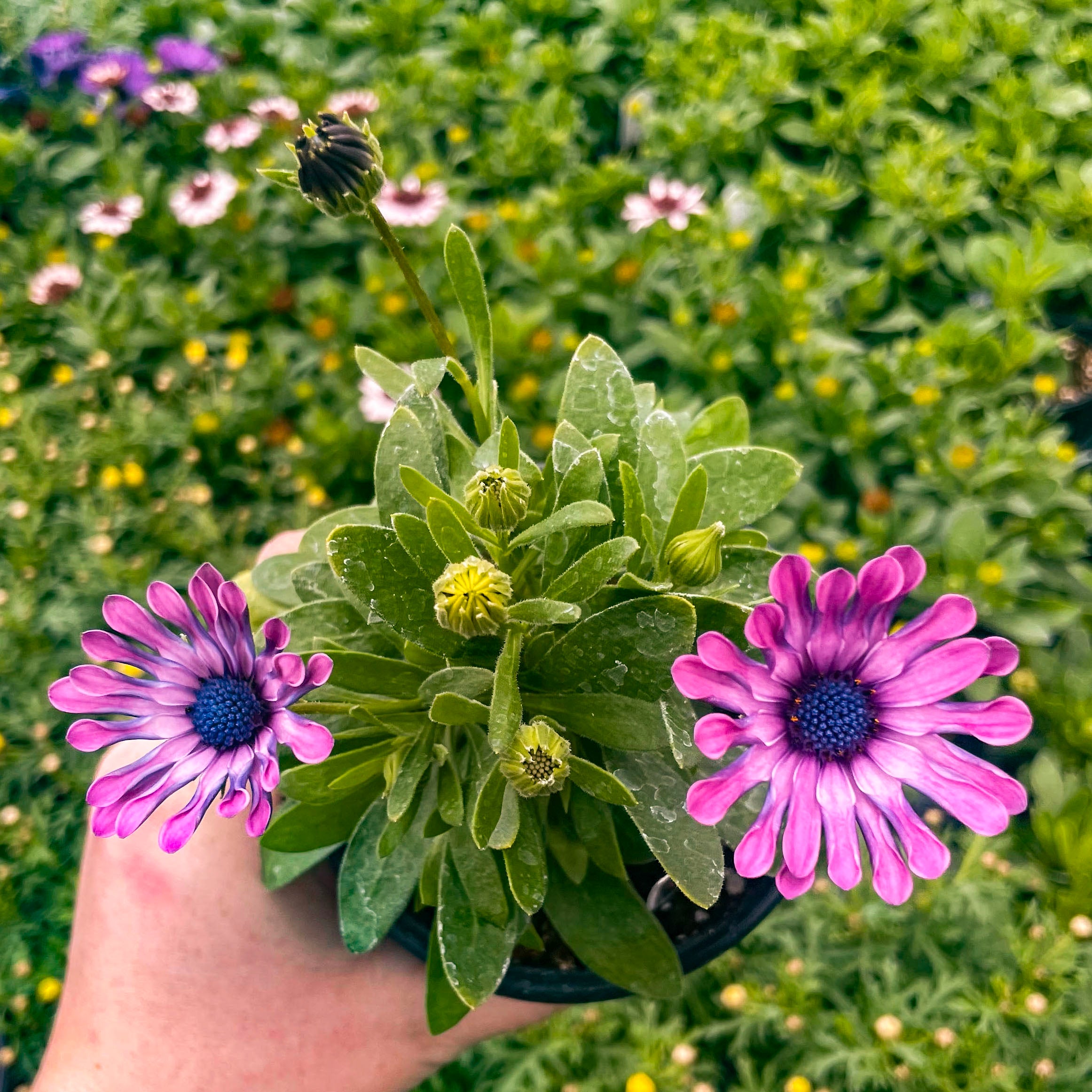 spider daisy plant FlowerPower Spider Pink Osteospermum