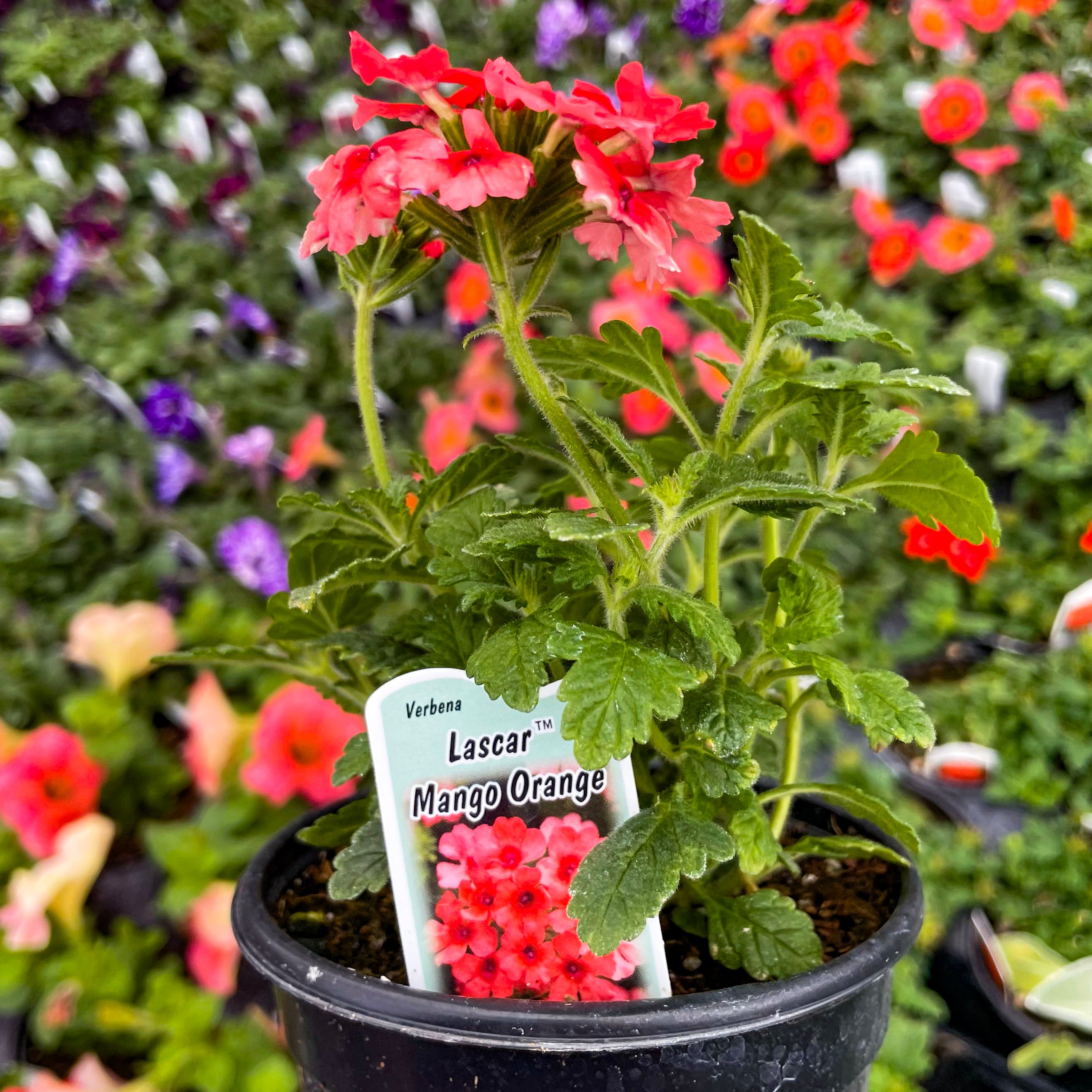 verbena pot plant Lascar Mango Orange Verbena
