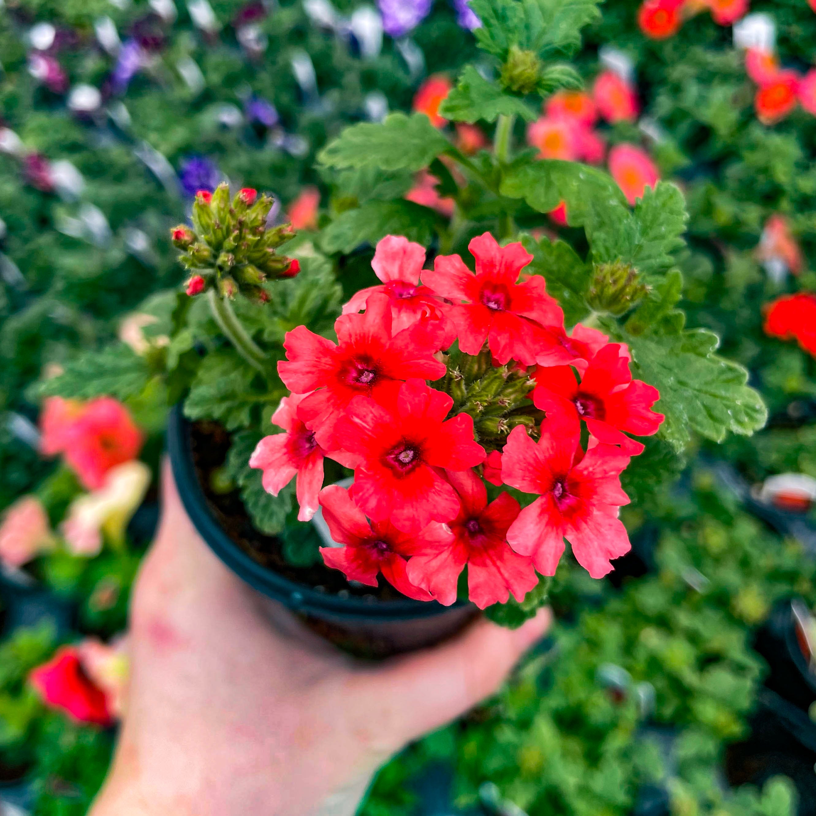 Lascar Mango Orange Verbena - Live Plant, 4