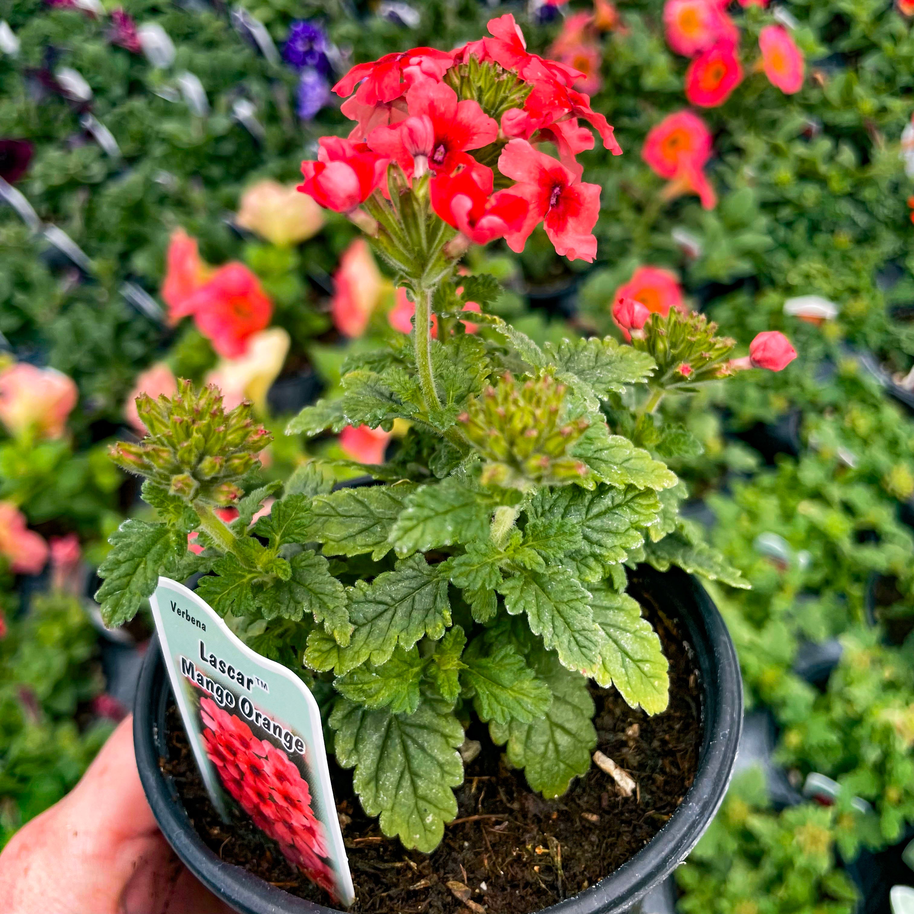 Lascar Mango Orange Verbena - Live Plant, 4