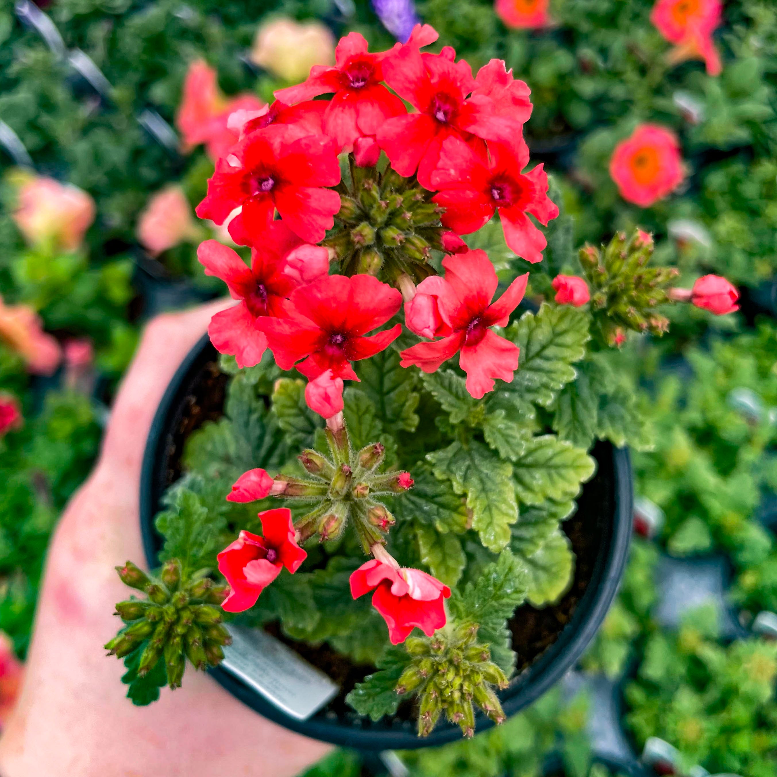 Lascar Mango Orange Verbena - Live Plant, 4