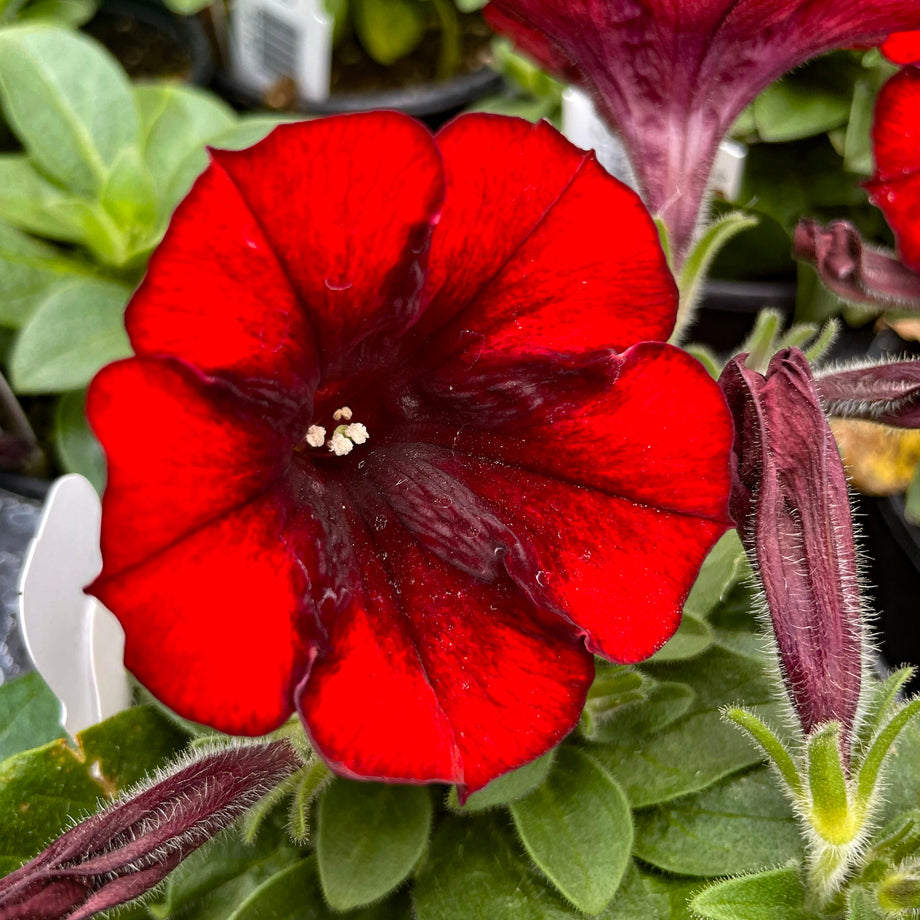 Crazytunia Gingersnap Petunia – Magic Valley Gardens