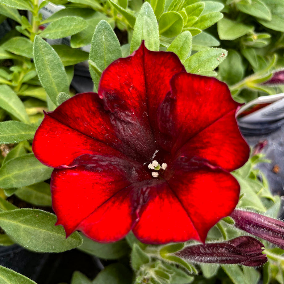 Crazytunia Gingersnap Petunia – Magic Valley Gardens