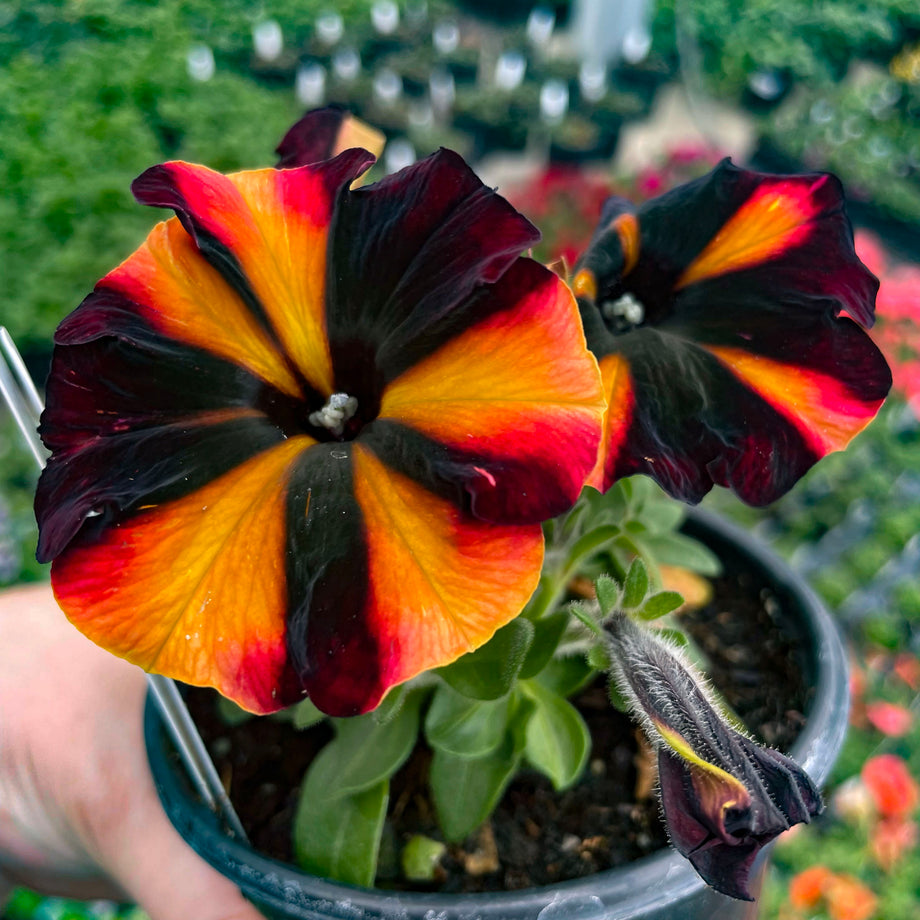 Crazytunia Sugar Beet Petunia