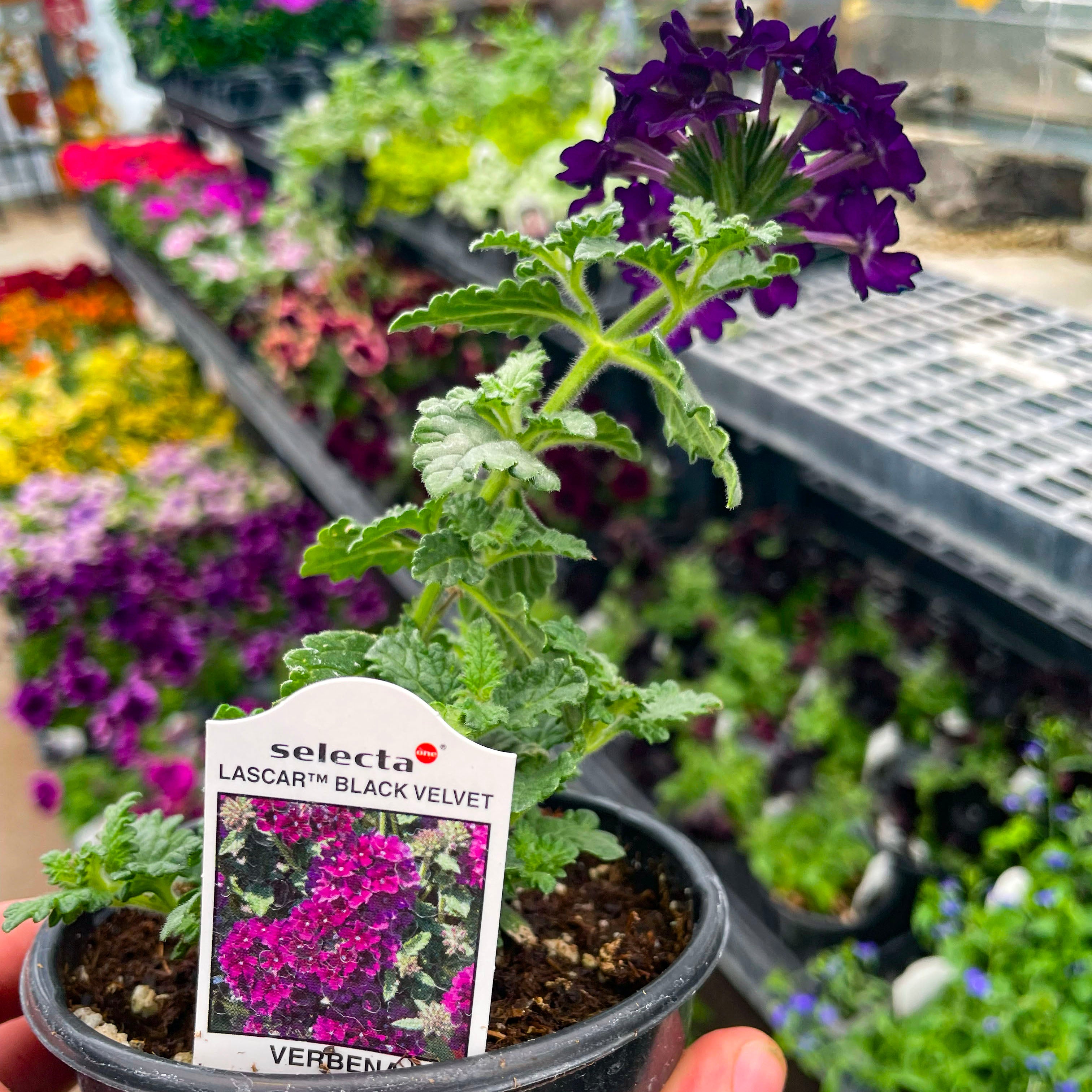 verbena potted plant Lascar Black Velvet Verbena