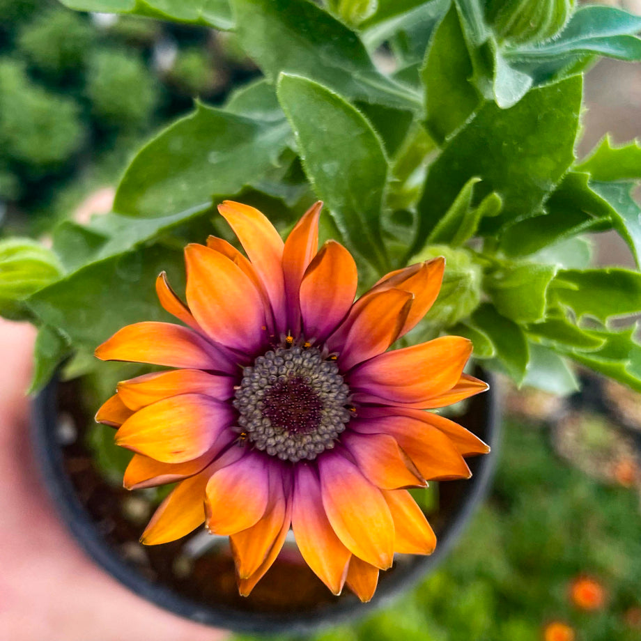 Zion Copper Amethyst Osteospermum – Magic Valley Gardens