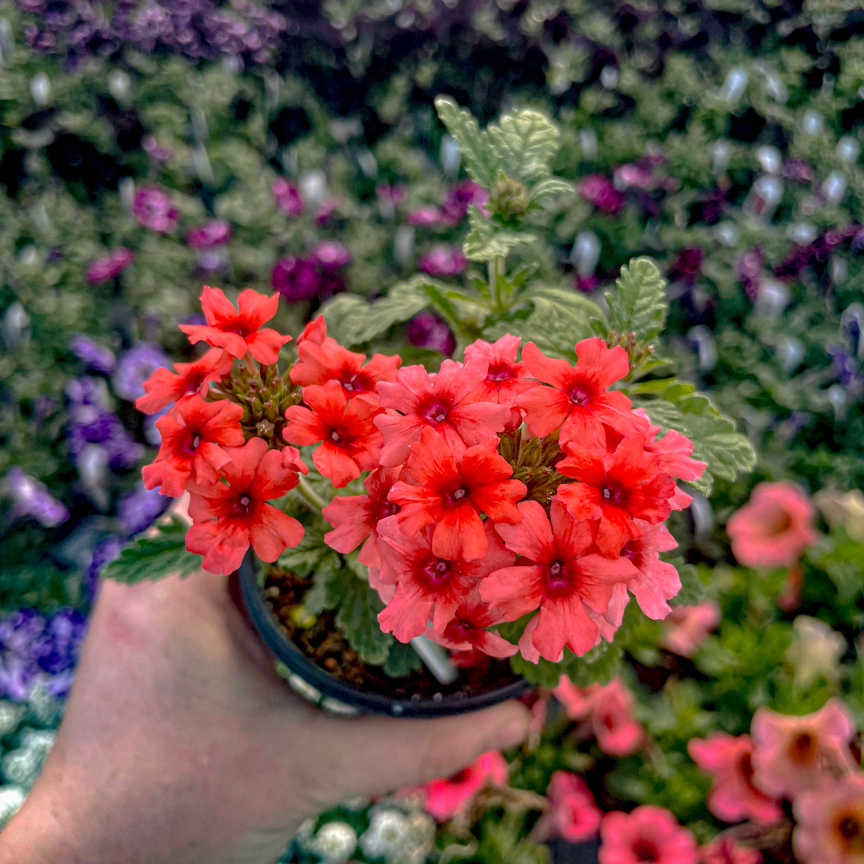 Lascar Mango Orange Verbena - Live Plant, 4