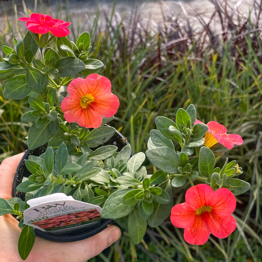 Superbells Tropical Sunrise Calibrachoa – Magic Valley Gardens