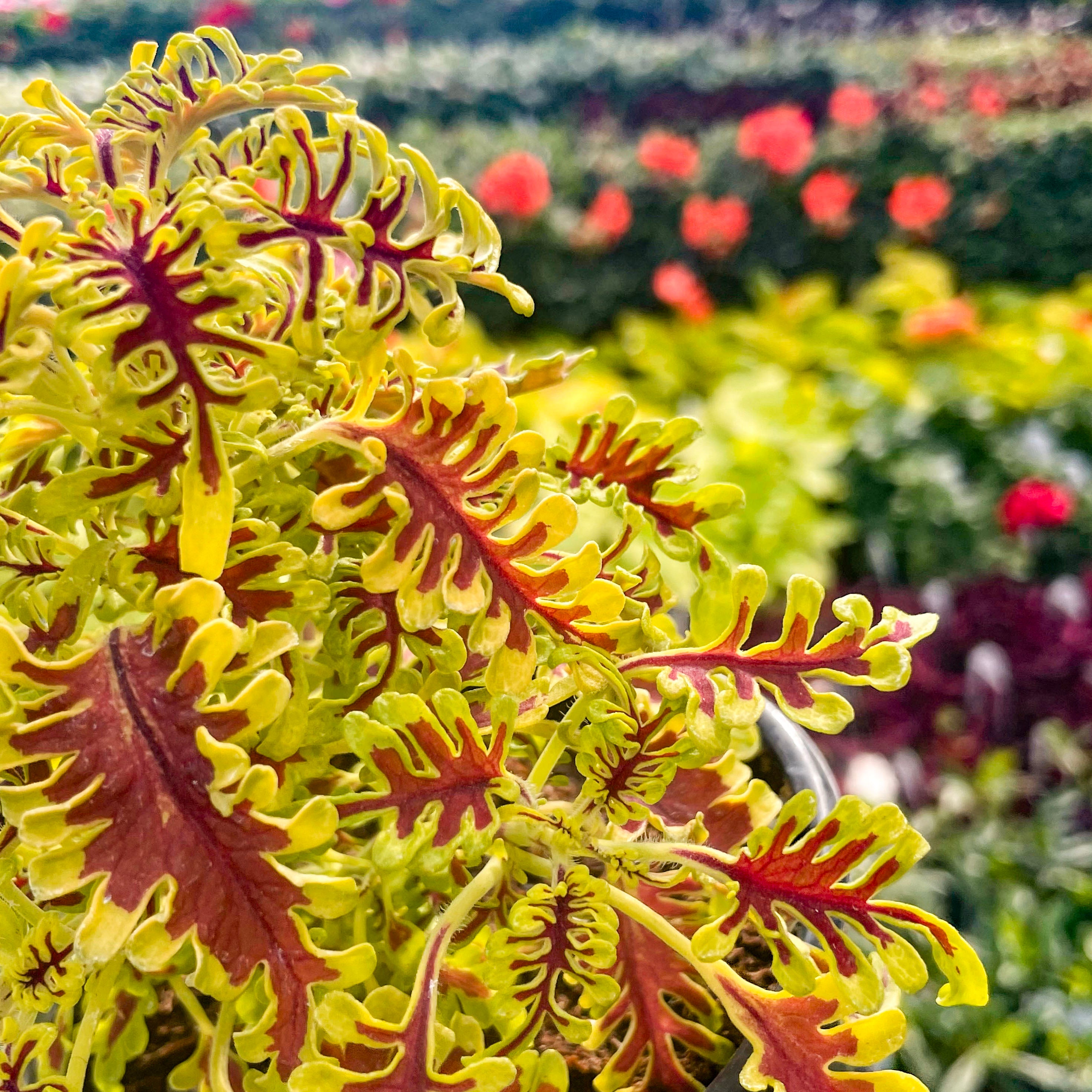 coleus succulent Coleus 'Skeletal'