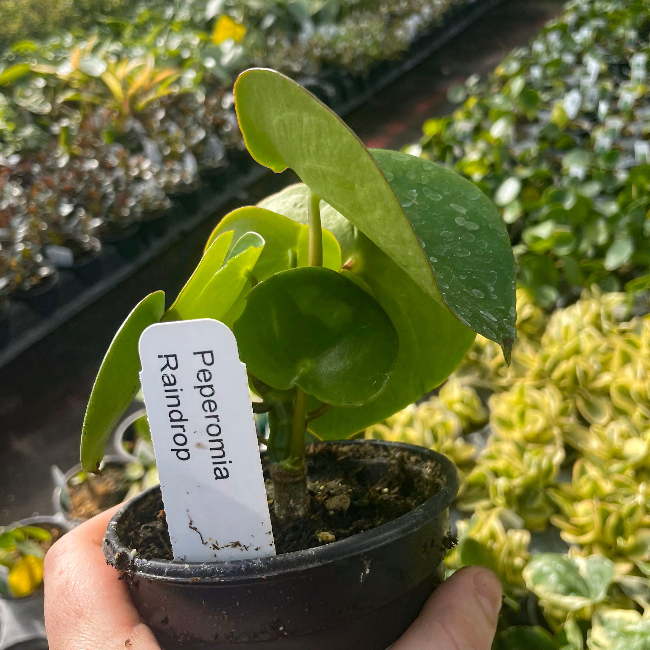 teardrop money plant Peperomia 'Teardrop'