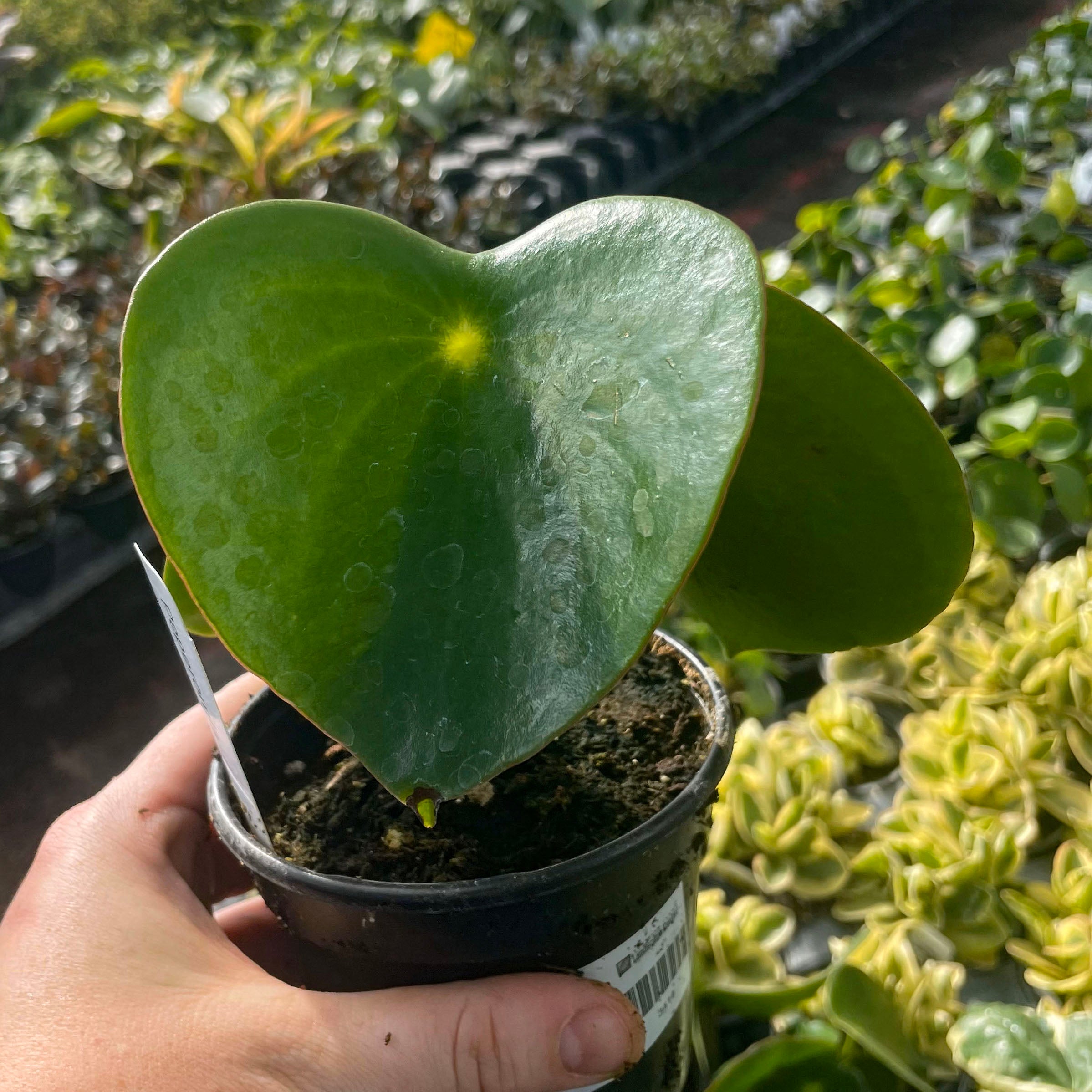 teardrop succulent care Teardrop Peperomia – Magic Valley Gardens