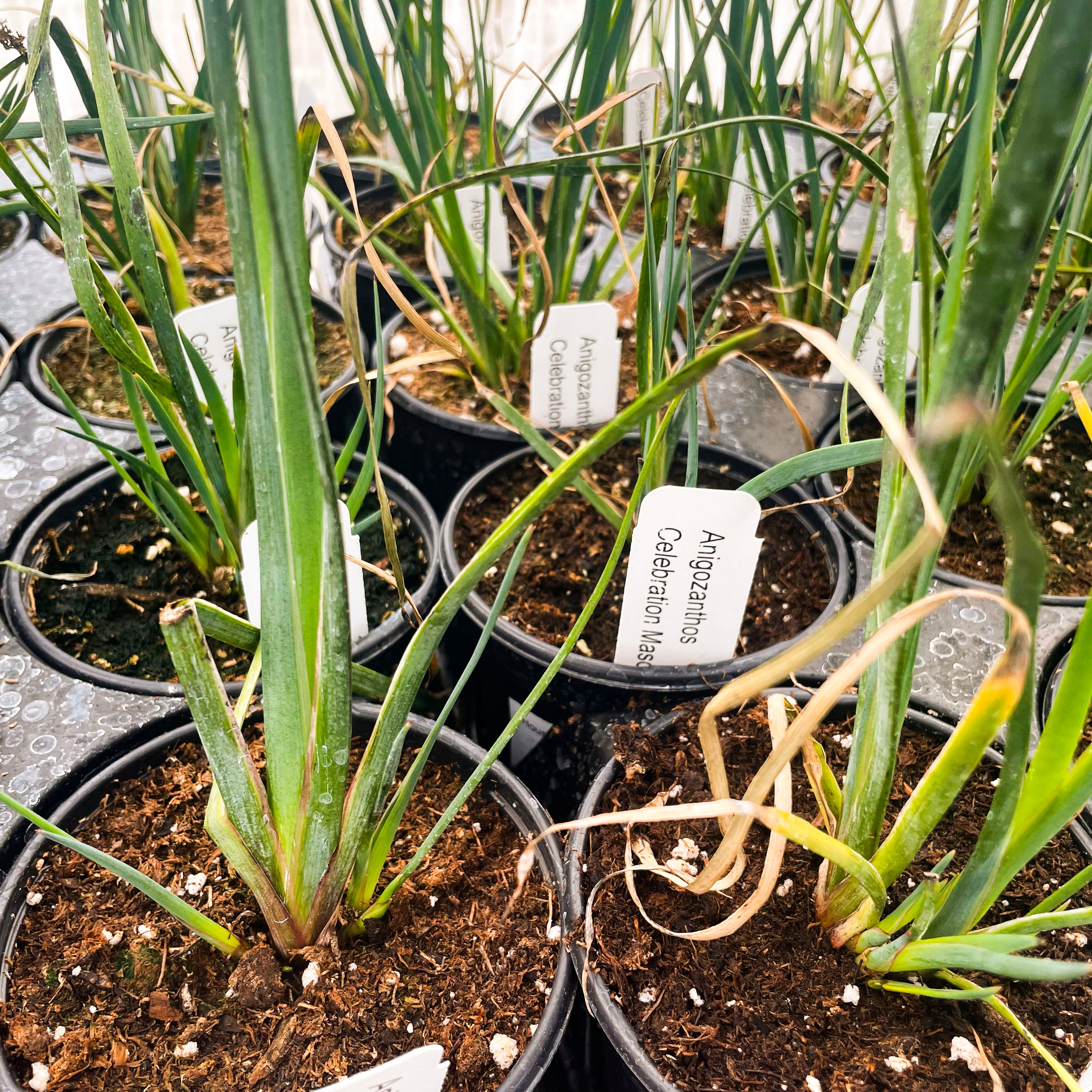 kangaroo paw plant in pots Celebrations Masquerade Anigozanthos, Blue Kangaroo Paw, Houseplant – Magic Valley Gardens