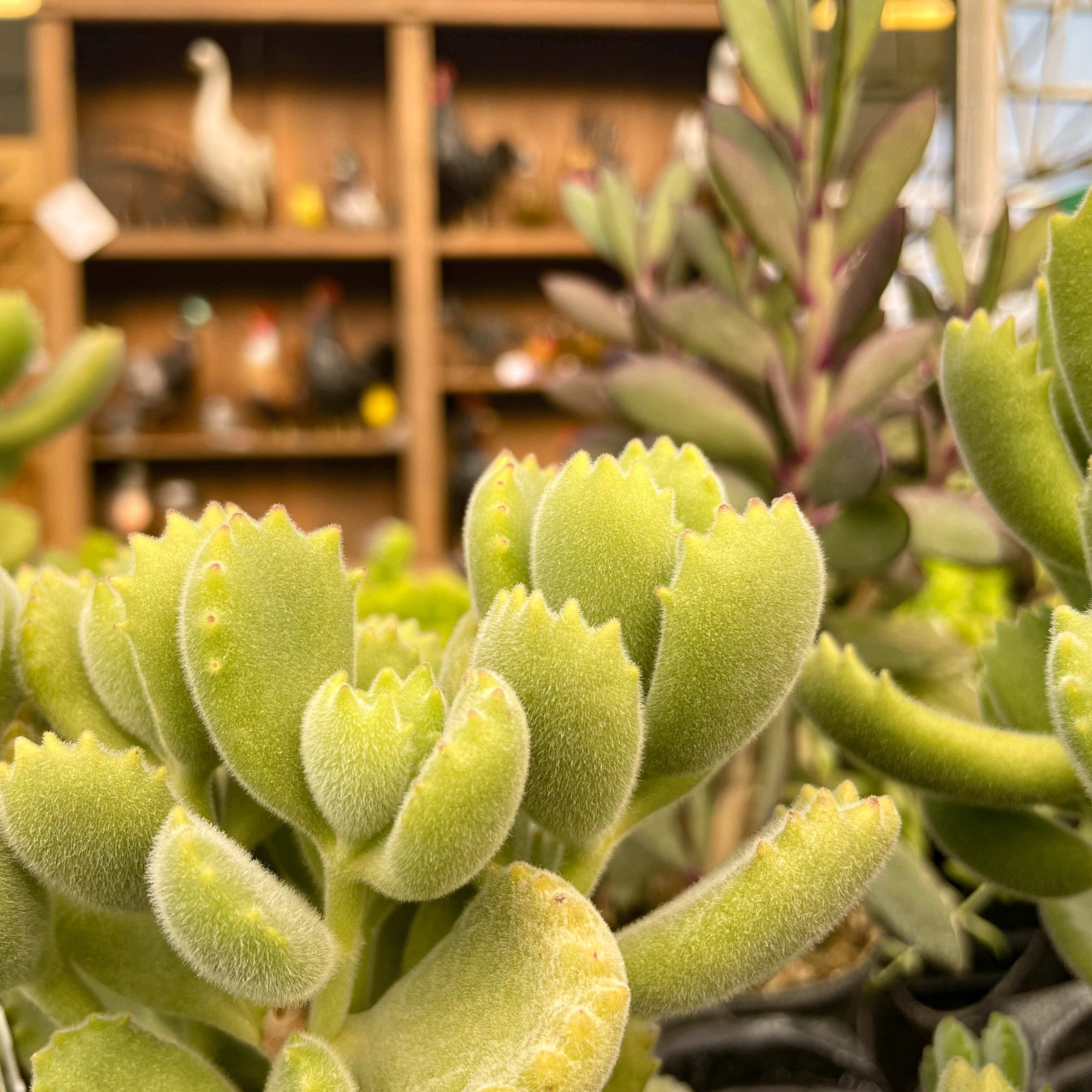 yellow bear paw succulent Cotyledon ladismithiensis (Bear's Paw) – Magic Valley Gardens
